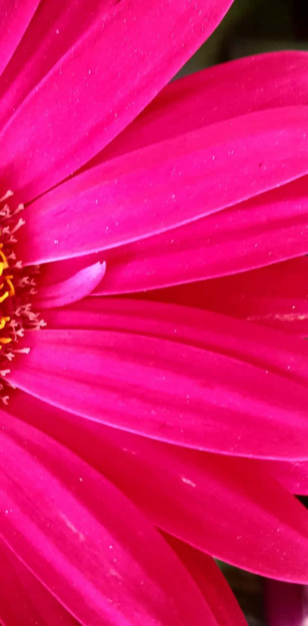 Pretty Flower 桌布 壁紙 — 充滿活力的粉紅色雛菊花瓣帶有露珠，在柔和光線下閃閃發光，顯露出複雜的黃色中心。