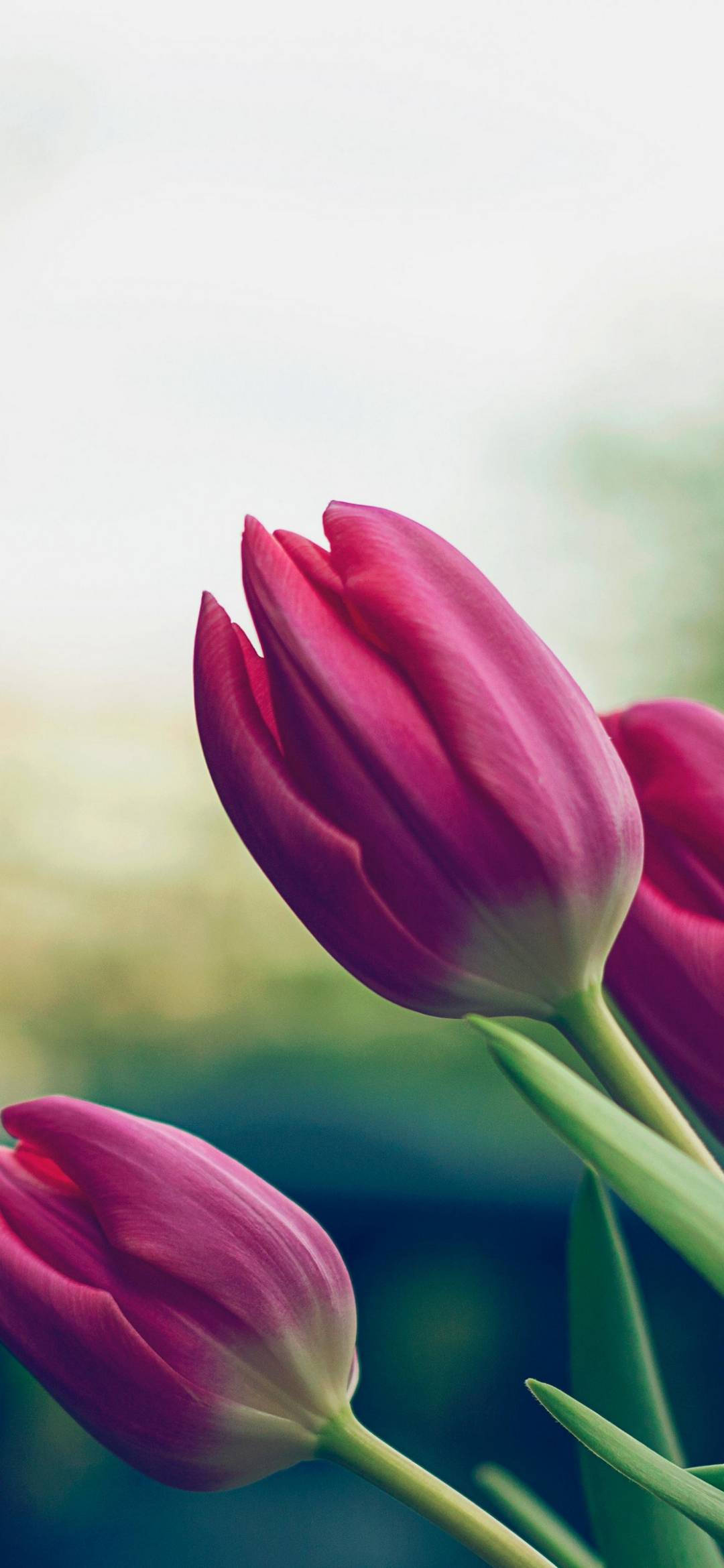 Tulip 桌布 壁紙 — 充滿活力的粉紅色鬱金香在夢幻般模糊的花園背景下柔和綻放，帶有溫柔的散景效果。