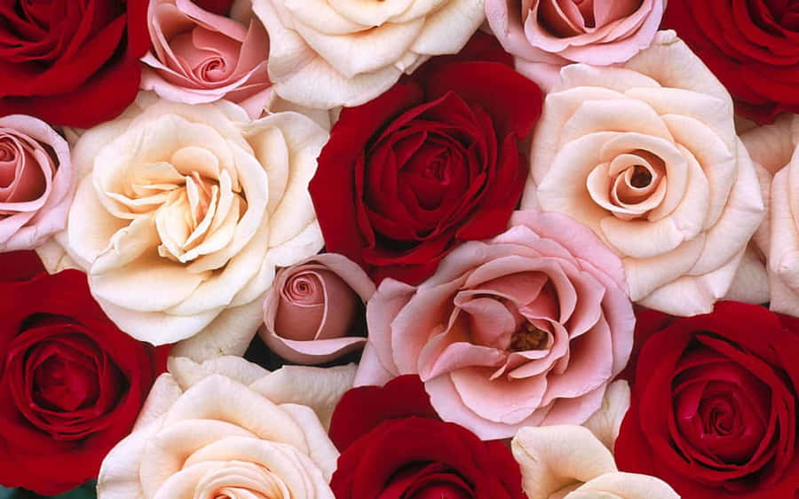 Roses Desktop 桌布 壁紙 — 充滿活力的紅色、粉紅色和奶油色玫瑰盛開的近距離特寫，帶有精緻的分層花瓣。