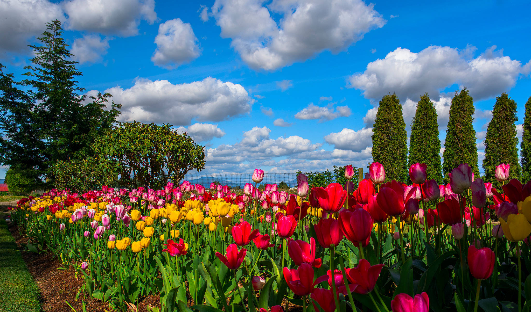 Beautiful Sky 桌布 壁紙 — 充滿活力的紅色、粉紅色和黃色鬱金香花田，在明亮的藍天和白雲下盛開。