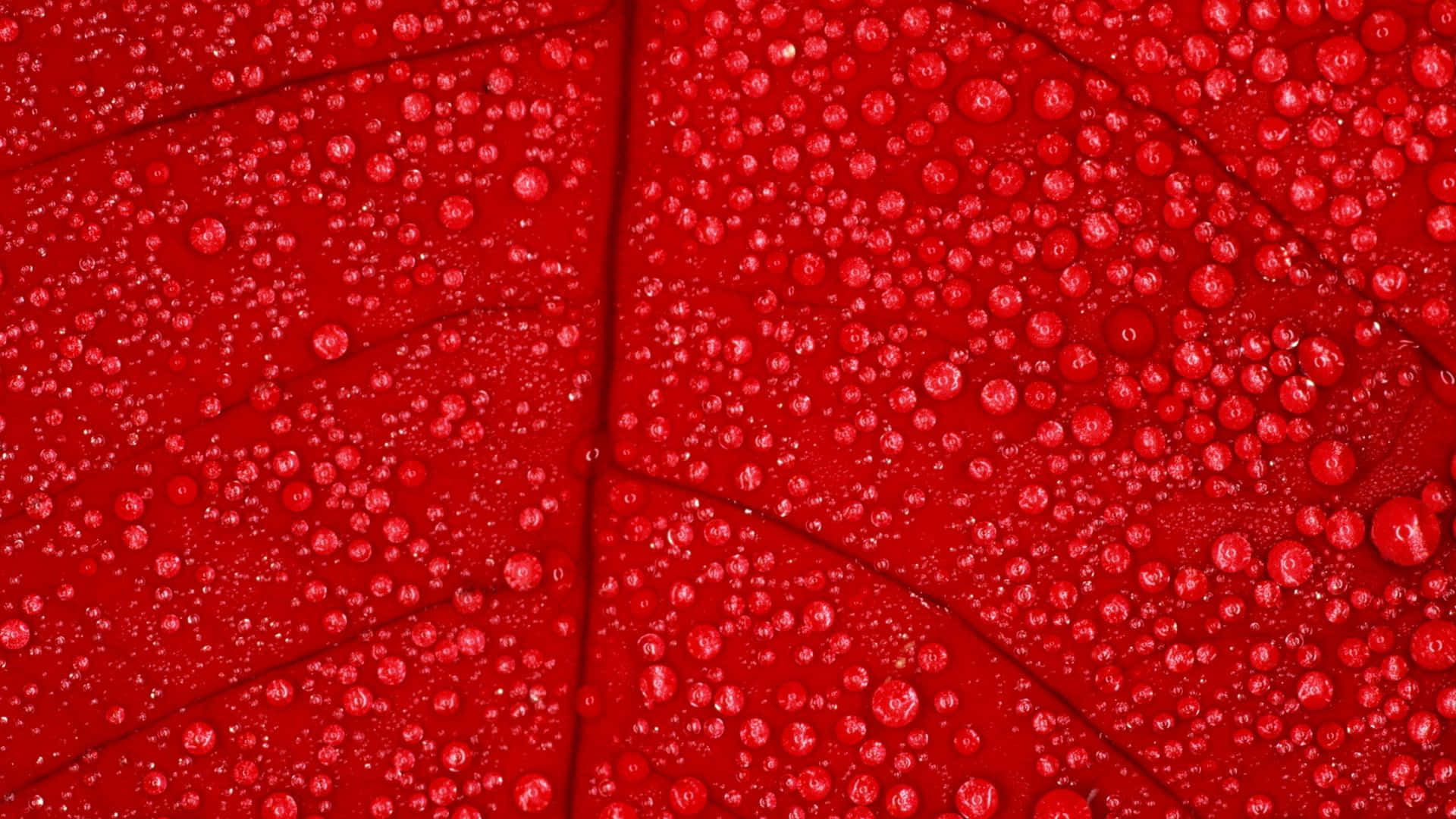 1920x1080 Red 桌布 壁紙 — 充滿活力的紅色葉面閃爍著無數露珠，在微距特寫中捕捉光線。
