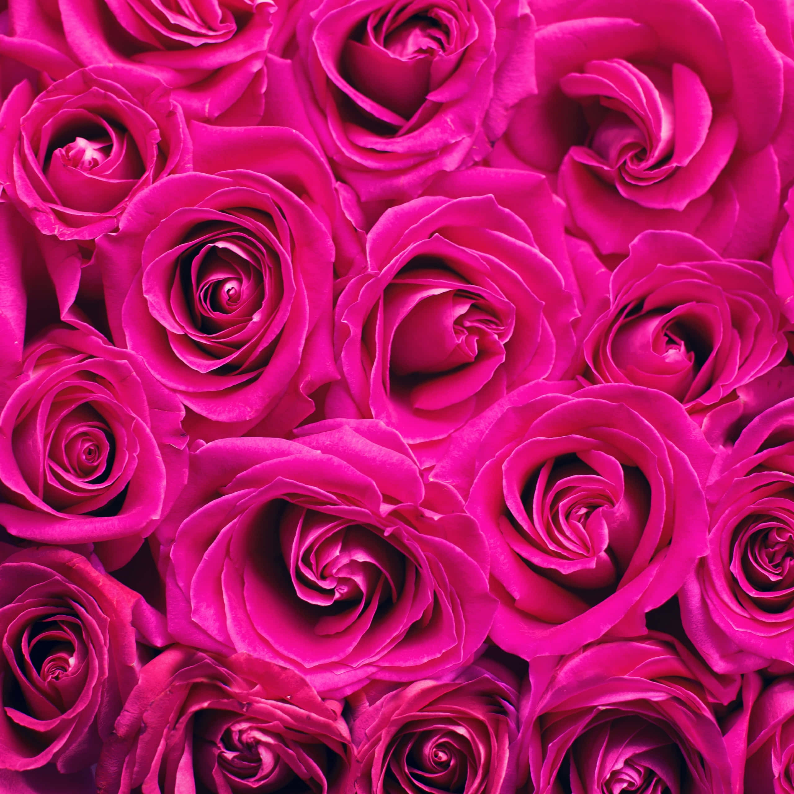 Roses 桌布 壁紙 — 充滿活力的紫紅色玫瑰填滿了畫面，形成茂密的花卉圖案，柔和的陰影突顯出其天鵝絨般的花瓣。