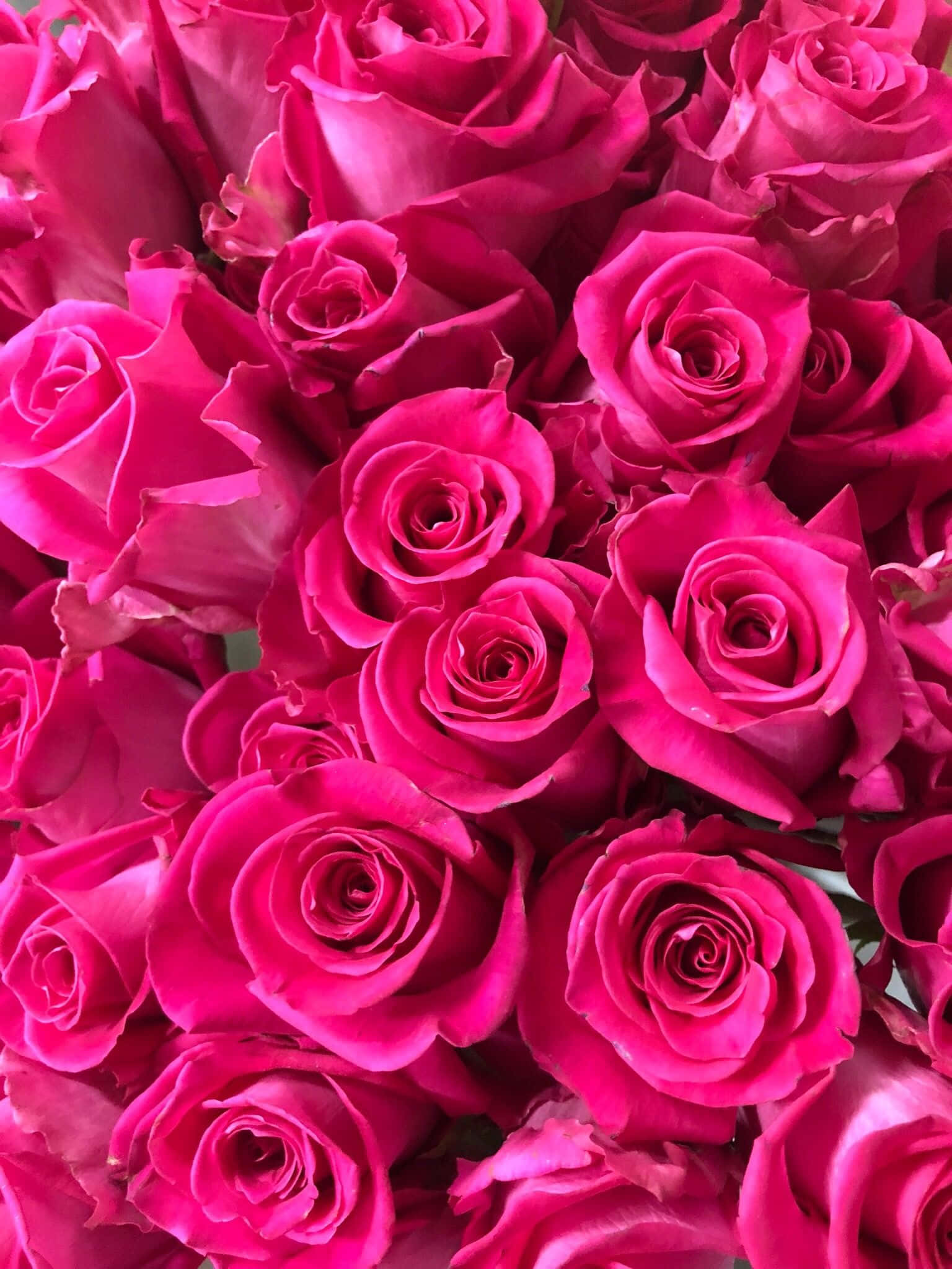 美學 桌布 壁紙 — 充滿活力的紫紅色玫瑰特寫，花瓣層層疊疊，細膩柔美，陰影柔和。