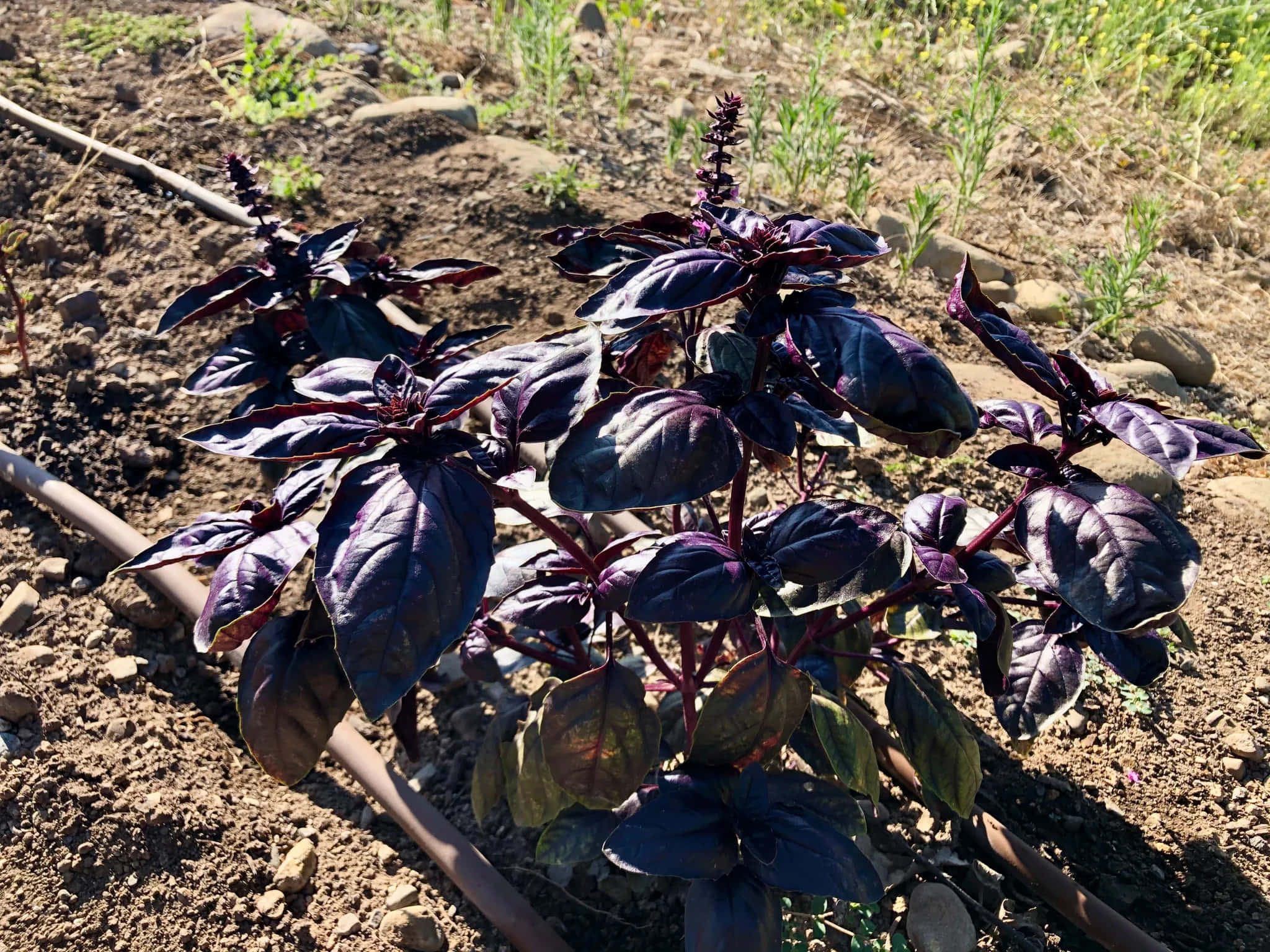 Purple Basil 桌布 壁紙 — 充滿活力的紫羅蘭羅勒植物在陽光普照的花園土壤中茁壯成長，散落著石頭和綠色雜草。