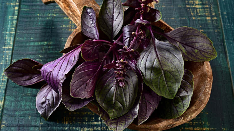 Purple Basil 桌布 壁紙 — 充滿活力的紫羅蘭色羅勒葉帶有綠色底色，放在質樸的木勺中，置於有紋理的青綠色表面上。