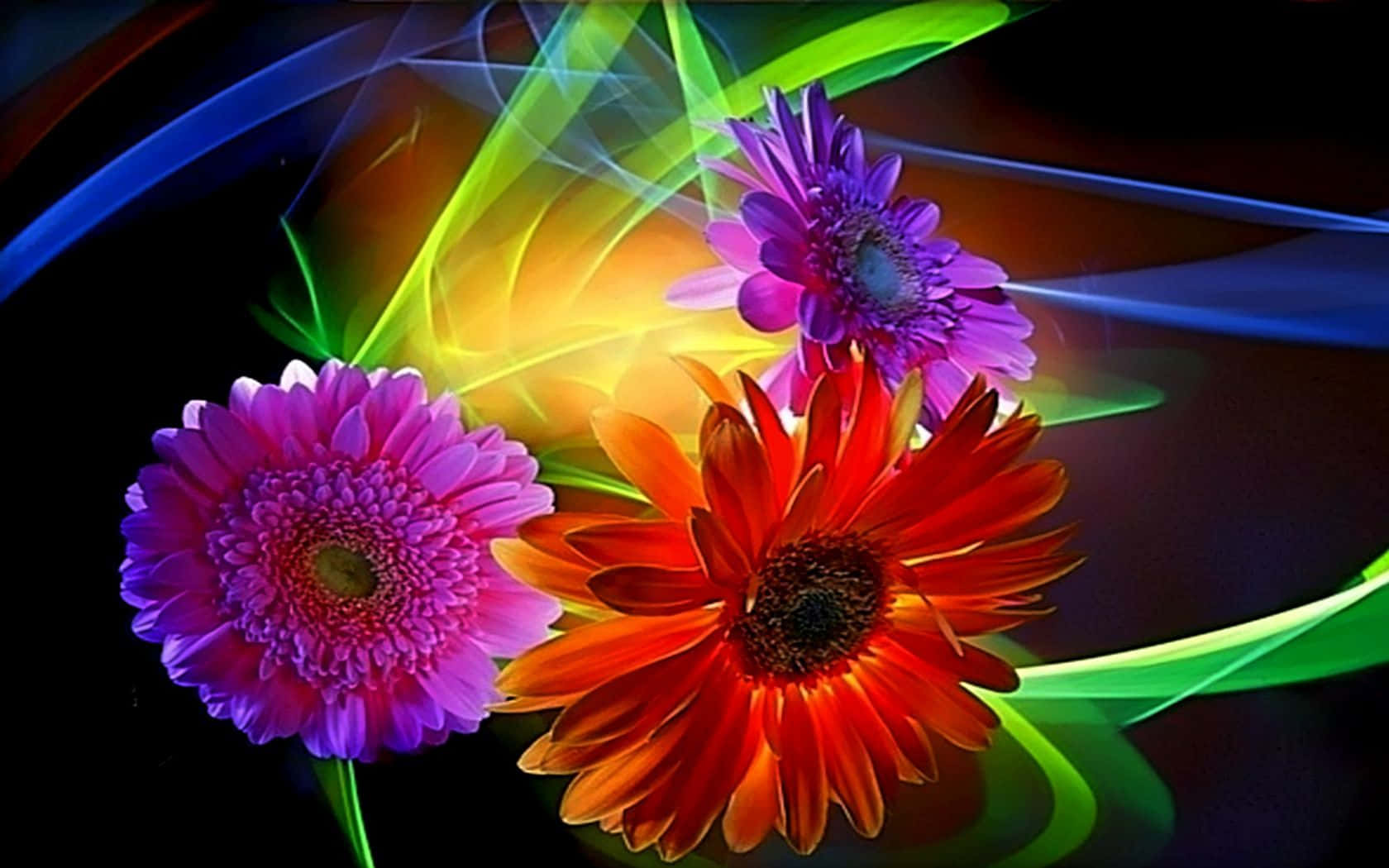 Flowers 桌布 壁紙 — 充滿活力的紫色、橙色和粉紅色非洲菊雛菊在帶有霓虹燈條紋的黑暗背景下發光。