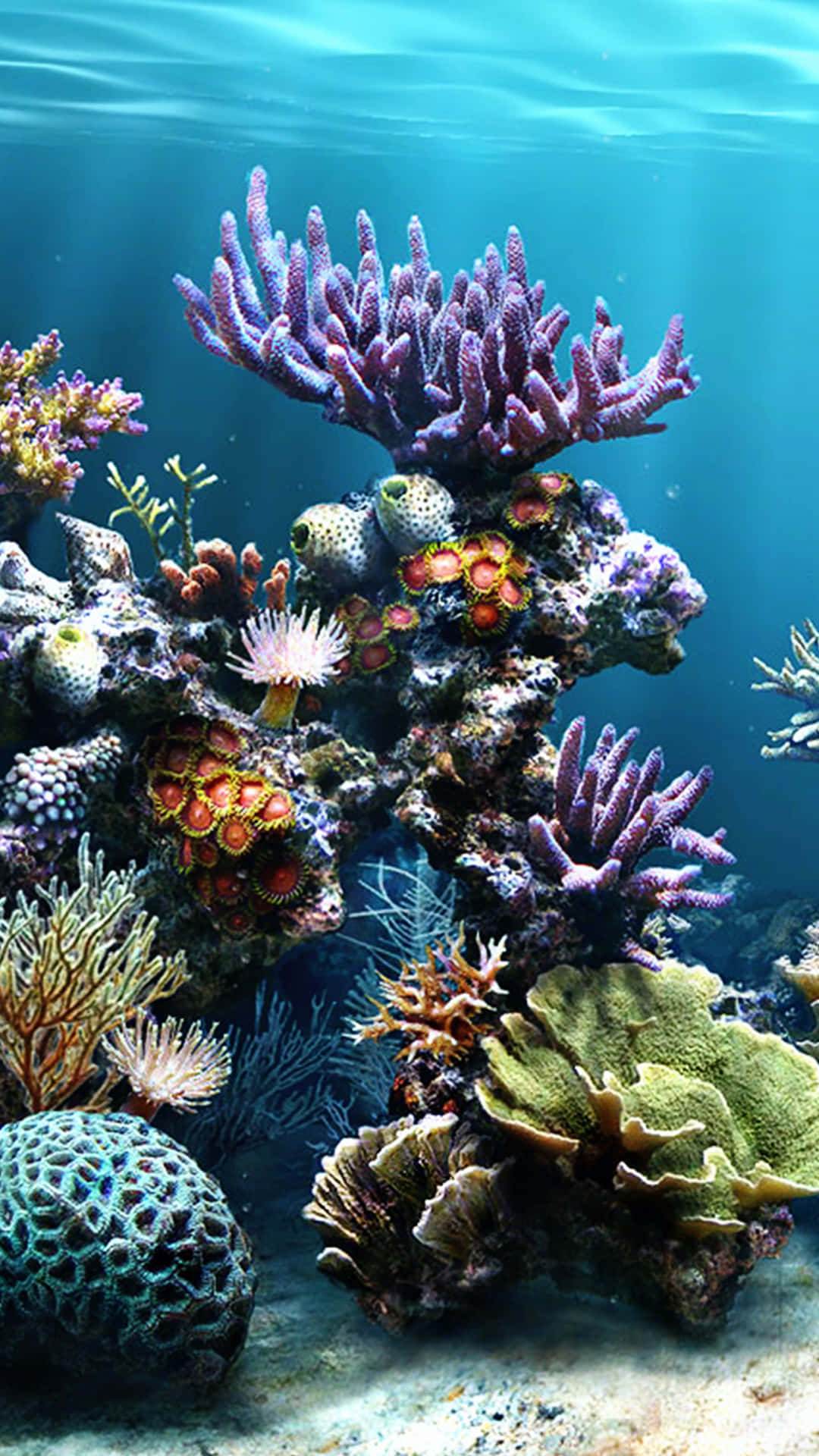 Coral Reef 桌布 壁紙 — 充滿活力的紫色、橙色和綠色珊瑚群在陽光照射的碧綠海水下茁壯生長，形成繁榮的水下礁石。