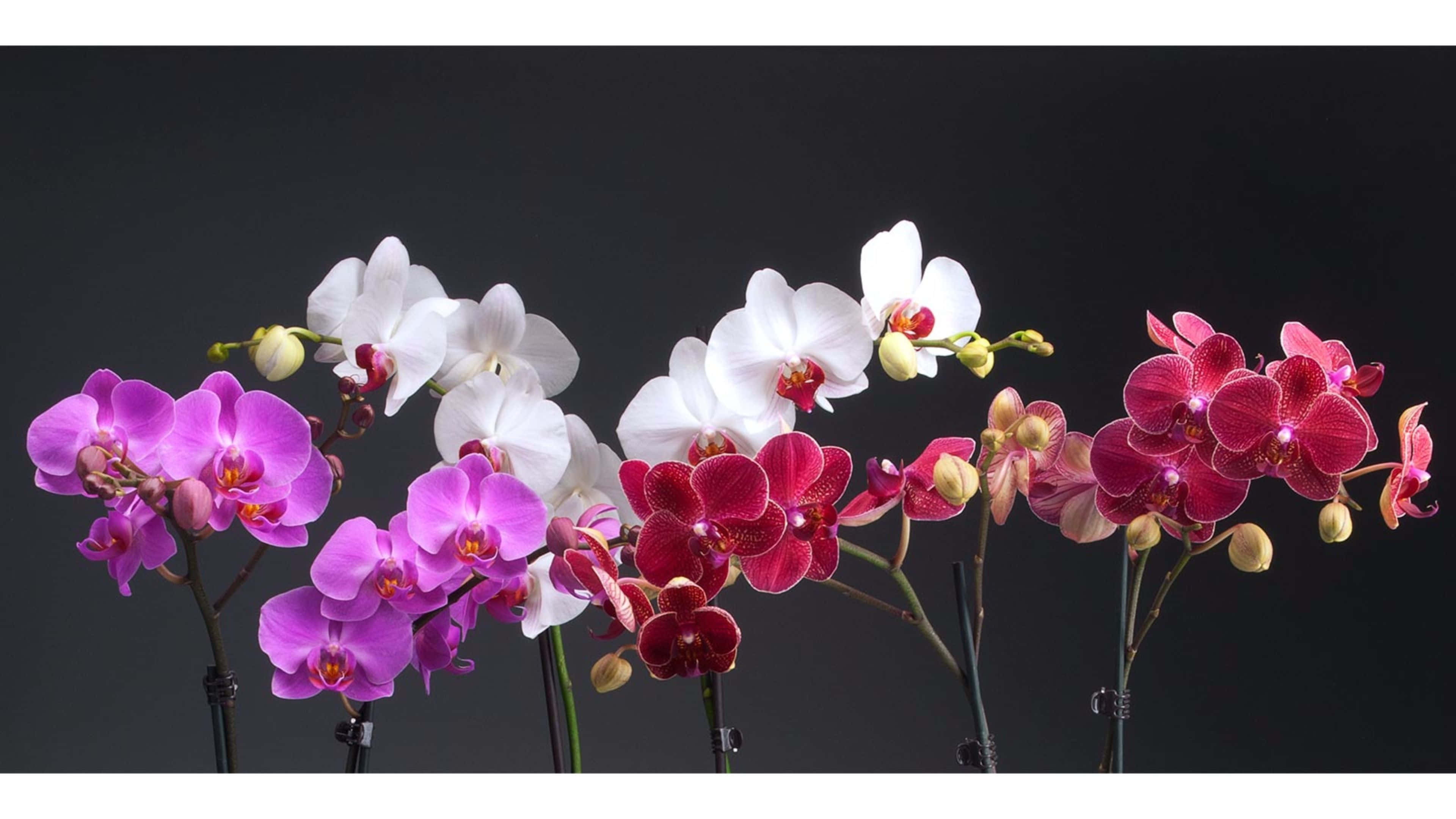Orchids 桌布 壁紙 — 充滿活力的紫色、白色和深紅色蘭花在工作室環境中，在深灰色背景下優雅地綻放。