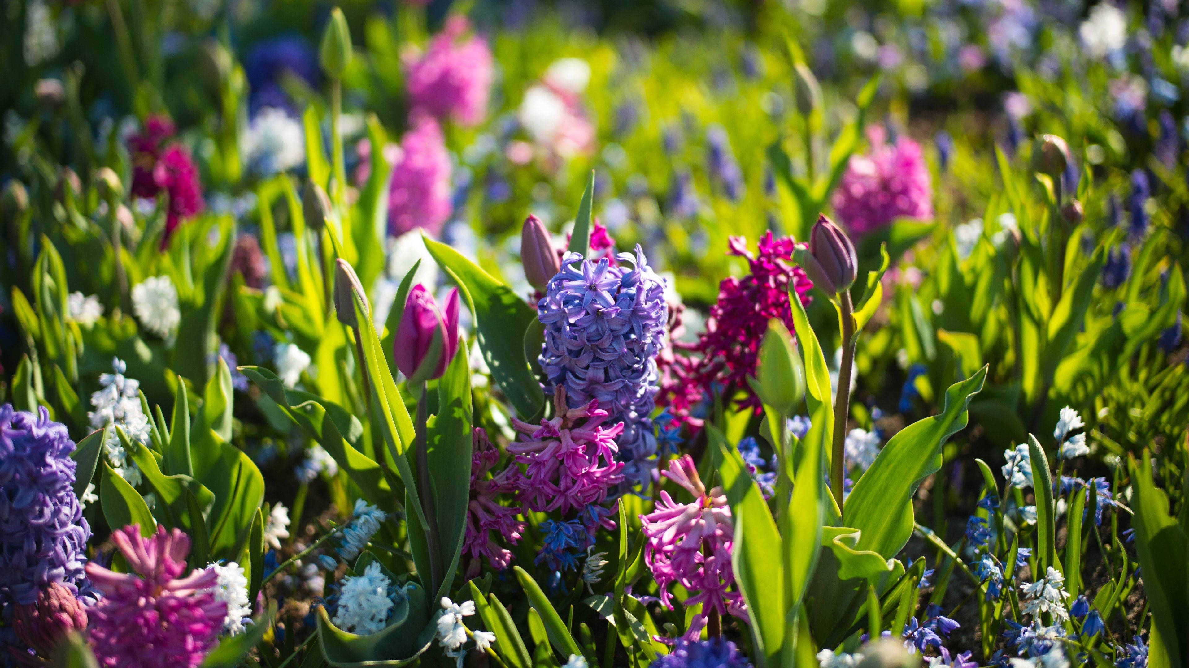 Flowers 桌布 壁紙 — 充滿活力的紫色、粉紅色和白色風信子在明亮的陽光下盛開在茂密的綠草中。