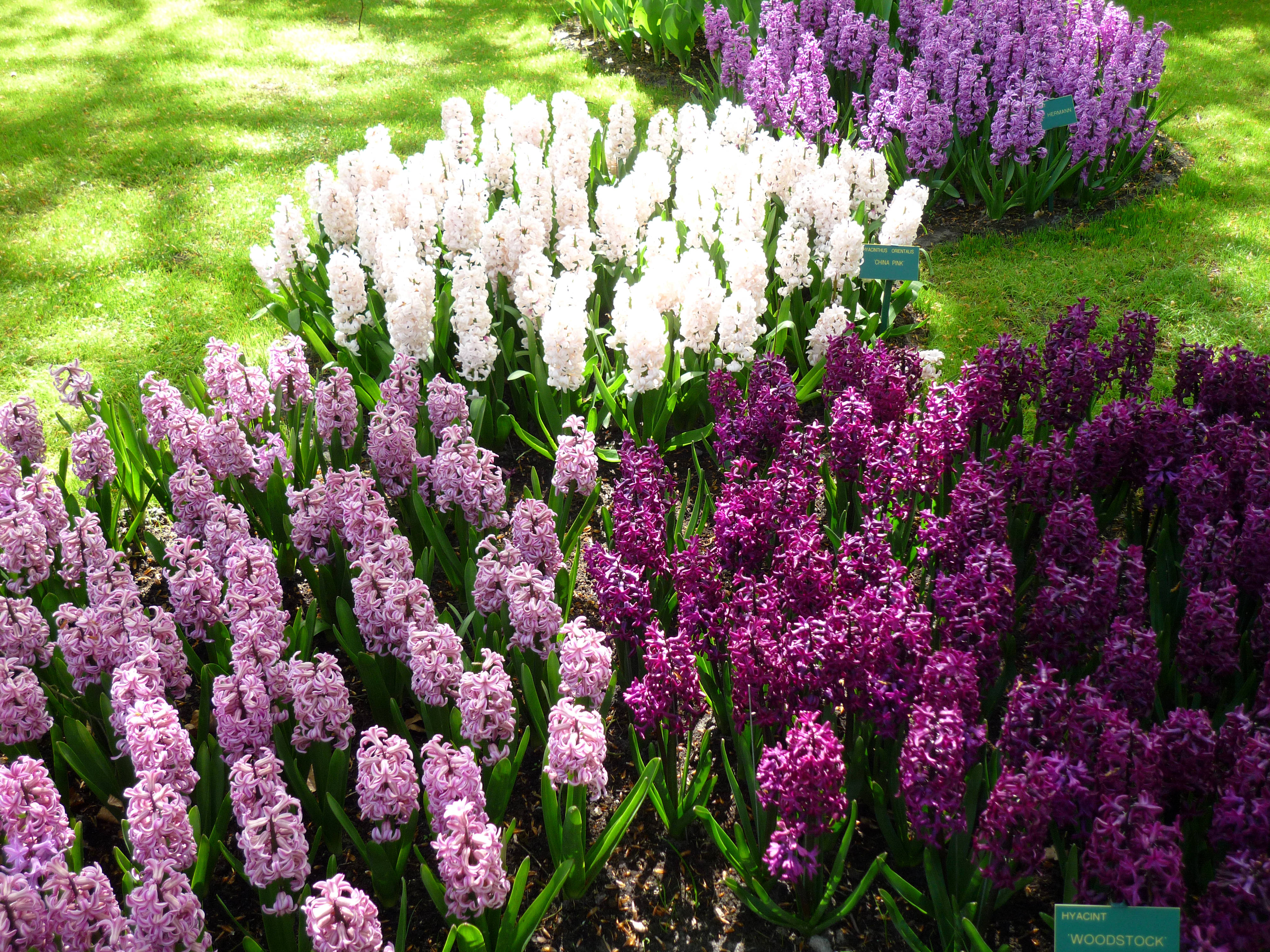 Hyacinth 桌布 壁紙 — 充滿活力的紫色、粉紅色和白色風信子密集地綻放在陽光普照的花壇中，綠草如茵，光影斑駁。