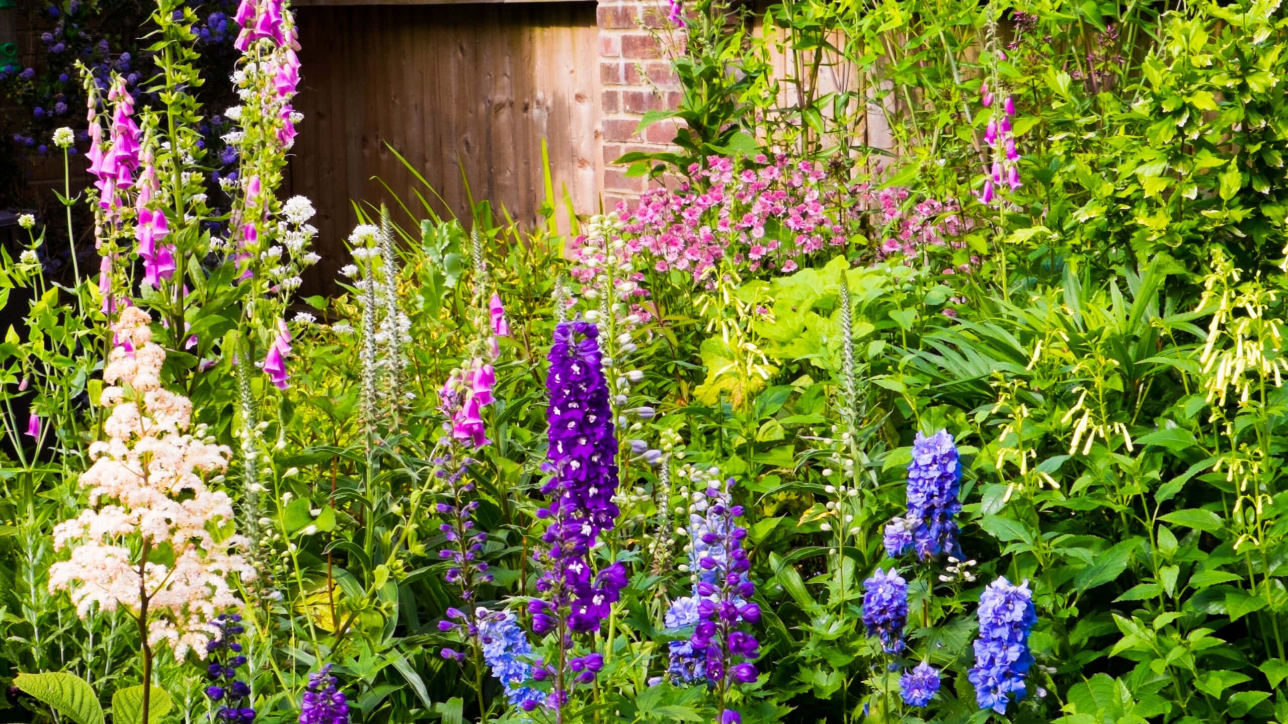 Cottage Garden 桌布 壁紙 — 充滿活力的紫色、藍色和粉紅色毛地黃及其他野花在陽光普照的花園中，在茂密的綠葉間密集盛開。