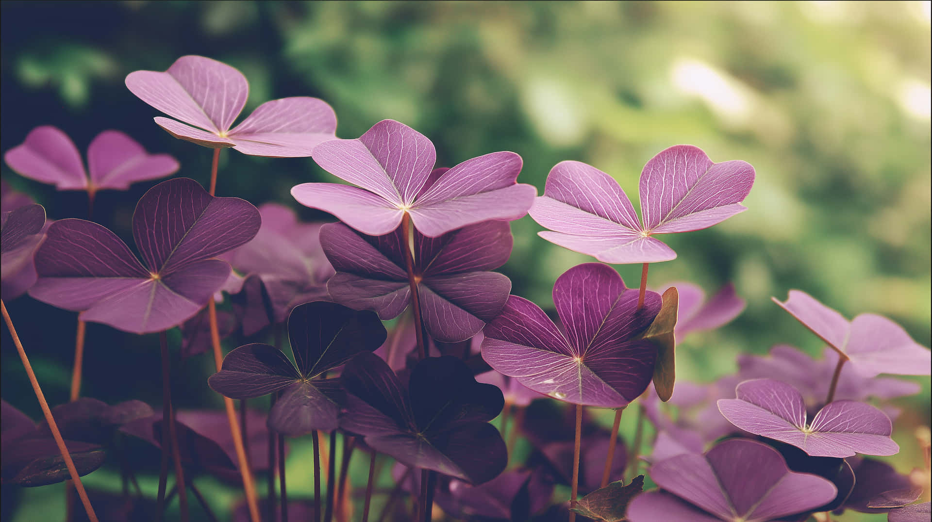 Lush Clover Field with Soft Ambient Light 壁紙 — 充滿活力的紫色三葉草葉片，帶有細膩的葉脈，在柔和的模糊綠色背景下脫穎而出。