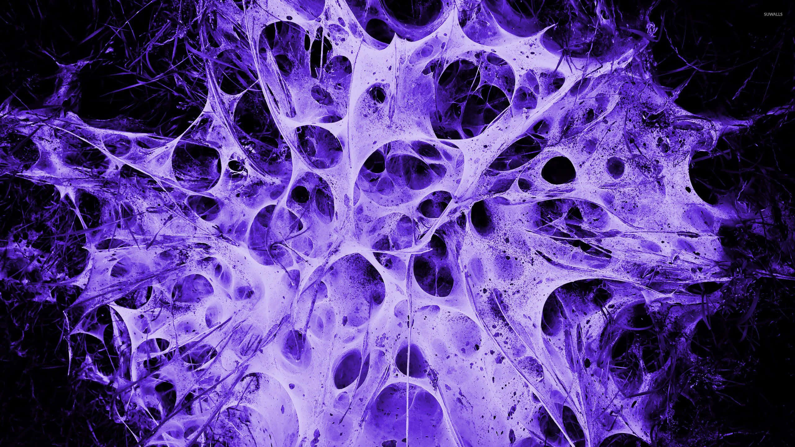Plasma 桌布 壁紙 — 充滿活力的紫色分形圖案在黑色背景上發光，帶有複雜的網狀紋理和發光的孔洞。