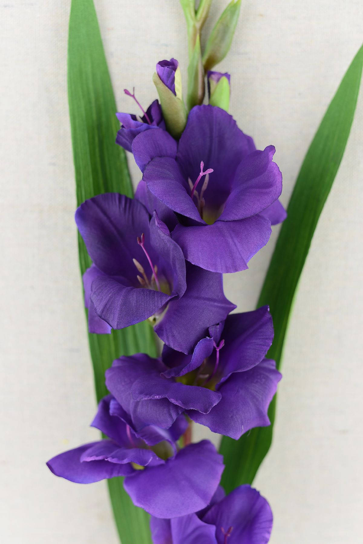 Gladiolus 桌布 壁紙 — 充滿活力的紫色劍蘭花在柔和的米白色紋理背景上優雅綻放，襯托著長長的綠葉。