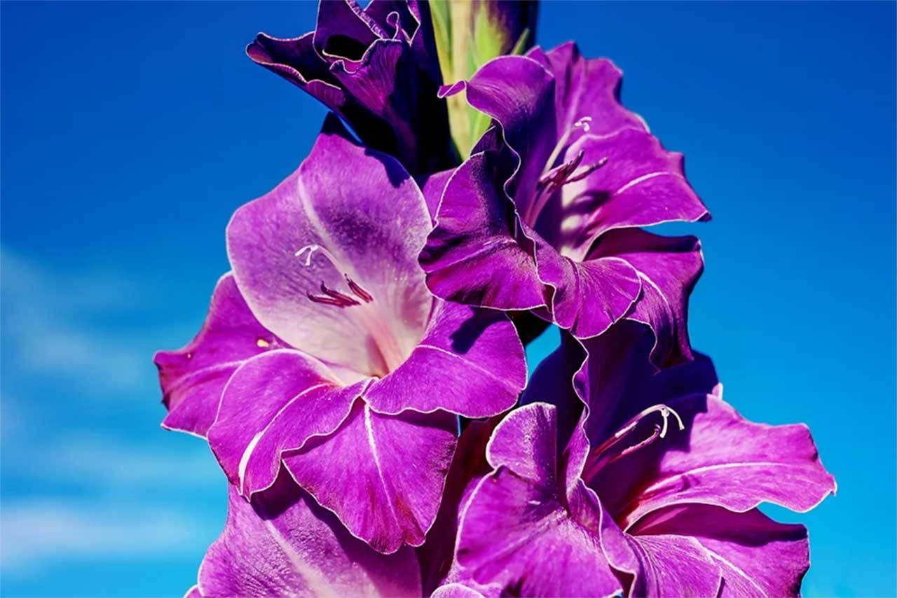 Gladiolus 桌布 壁紙 — 充滿活力的紫色劍蘭花在清澈的藍天和柔軟的白雲中綻放。