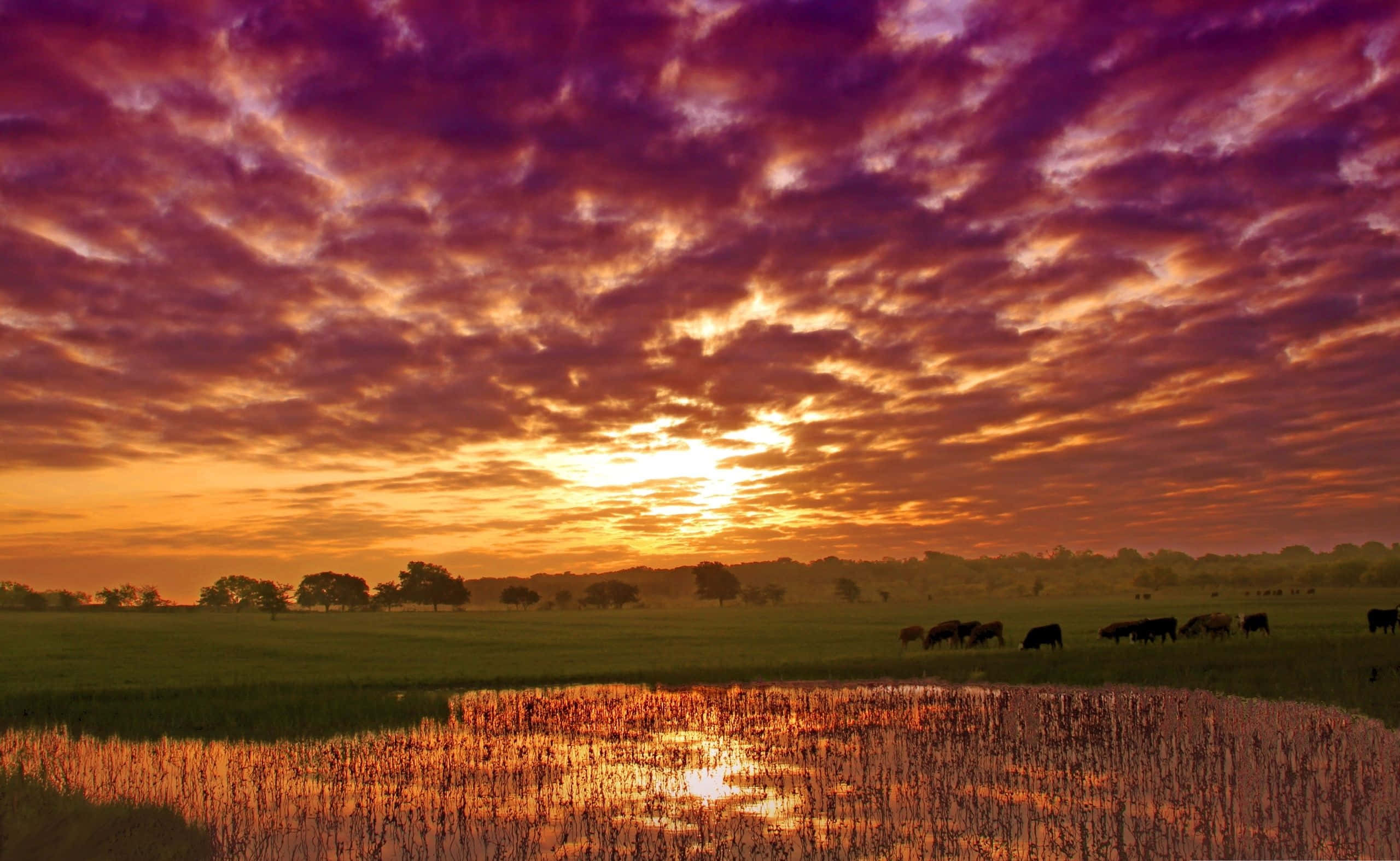 Summer Landscape 桌布 壁紙 — 充滿活力的紫色和橙色日落雲彩倒映在沼澤中，剪影的牛群在綠色田野中吃草。