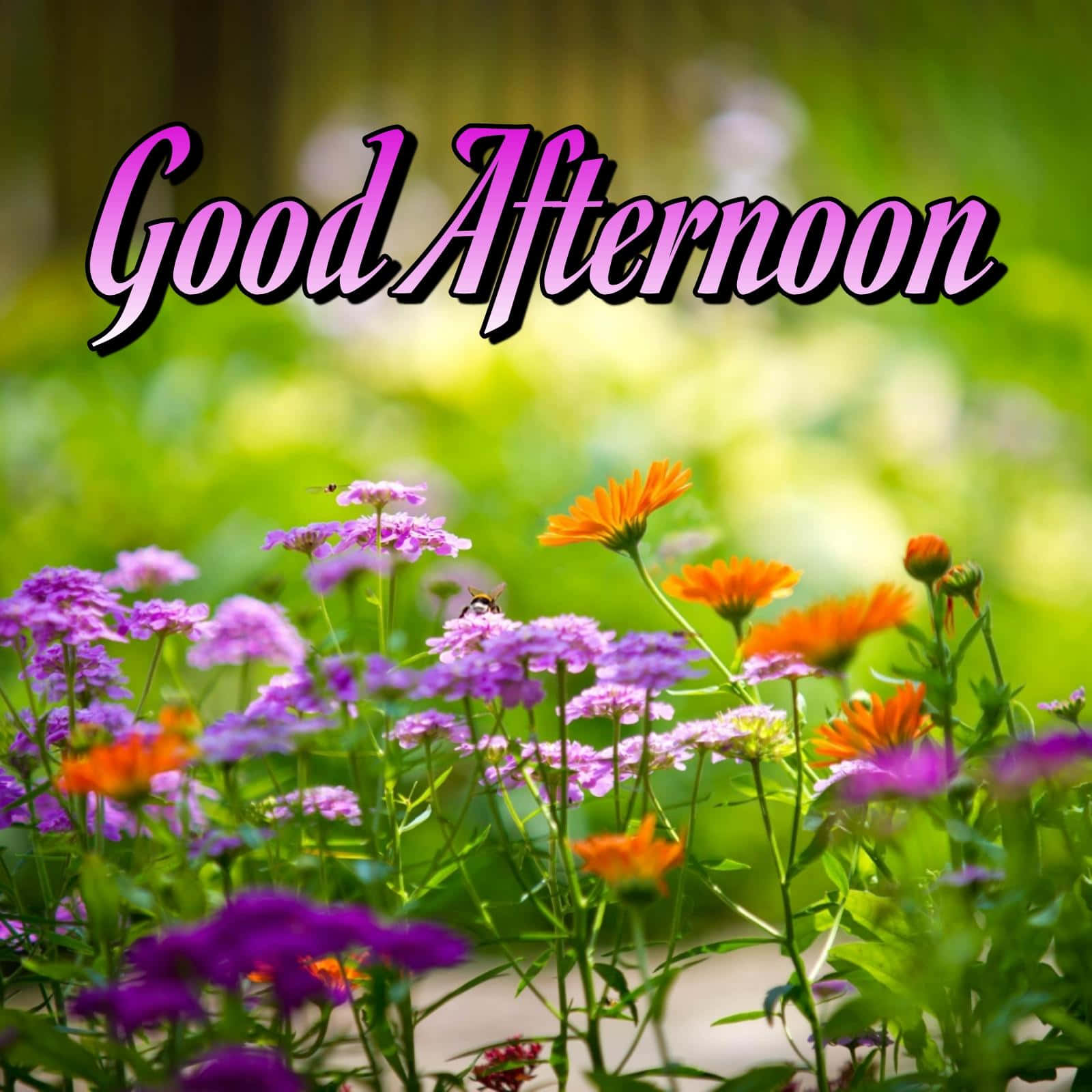 Good Afternoon 桌布 壁紙 — 充滿活力的紫色和橙色野花在陽光明媚的草地上盛開，一隻蜜蜂在花瓣上盤旋，並有紫色草書的「Good Afternoon」文字。