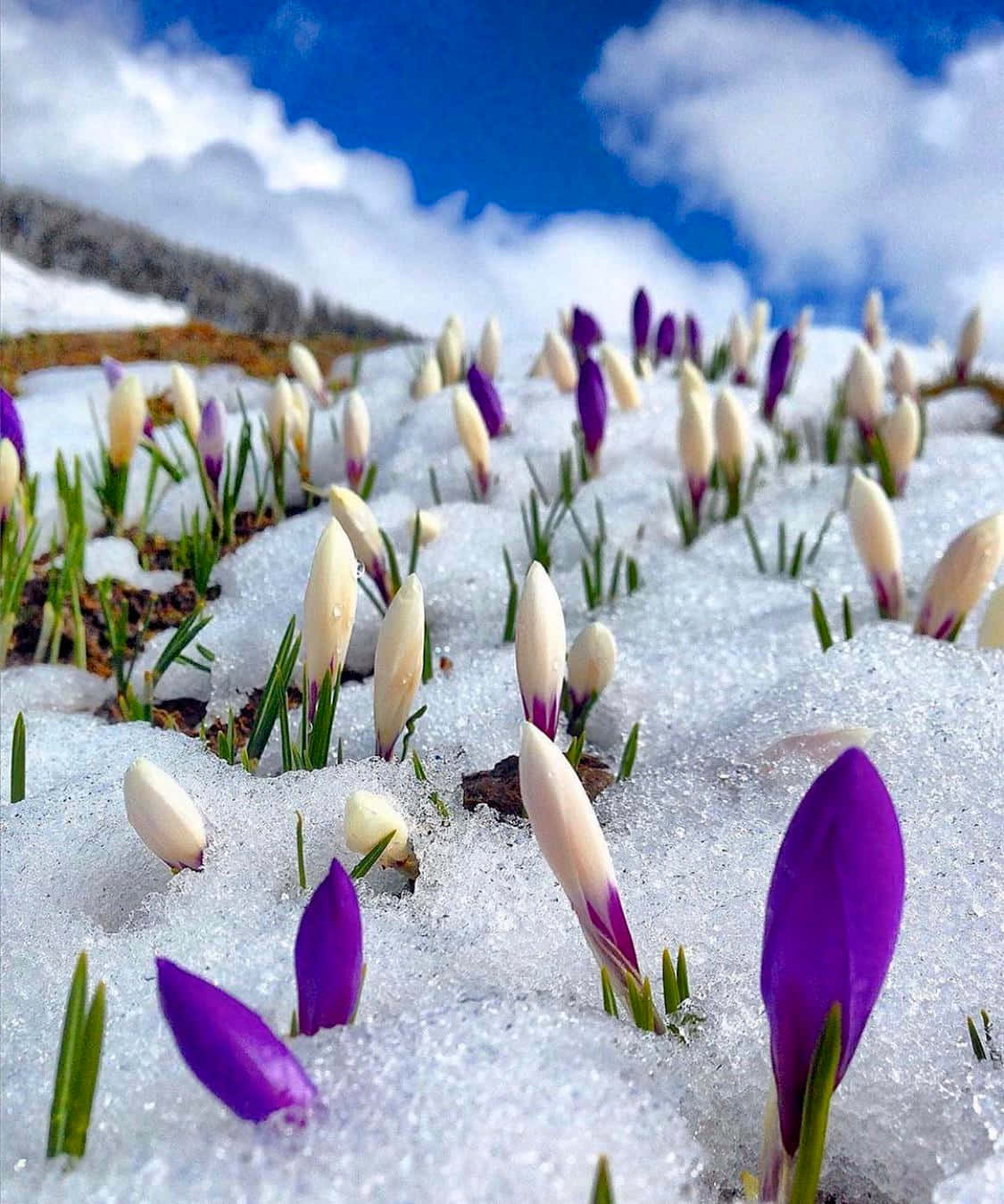冬季 桌布 壁紙 — 充滿活力的紫色和白色番紅花花朵穿過新雪，在藍天白雲下綻放。