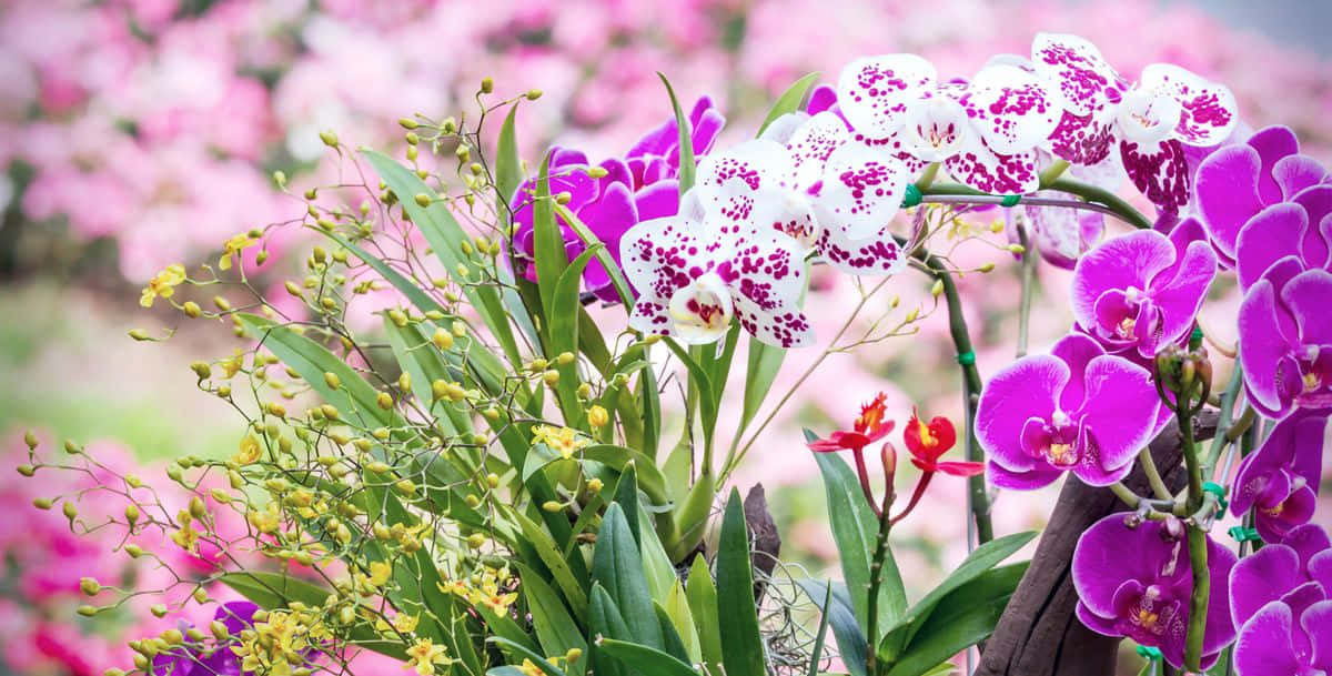 Orchid Flower 桌布 壁紙 — 充滿活力的紫色和白色蘭花，帶有斑點花瓣，在綠色樹葉和黃色小花中綻放，背景是柔和的粉紅色模糊背景。