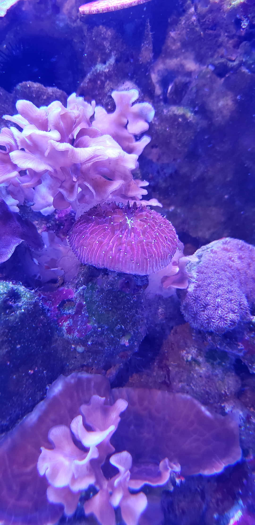 Aquatic 桌布 壁紙 — 充滿活力的紫色和粉紅色珊瑚結構在藍色水族館燈光下，在黑暗的岩石背景下發光。