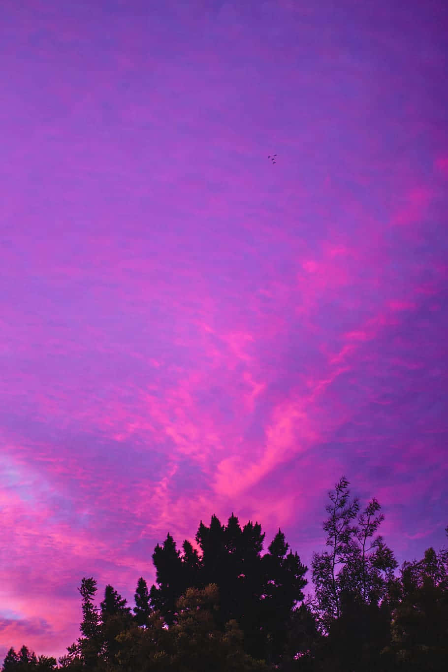 Cloud 桌布 壁紙 — 充滿活力的紫色和粉紅色雲彩劃過暮色天空，籠罩在黑暗的樹梢剪影之上。