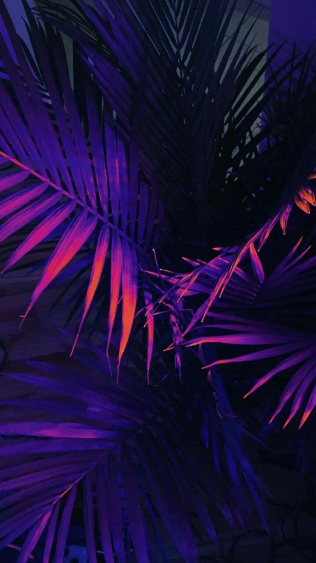 Palm Leaves 桌布 壁紙 — 充滿活力的紫色和粉紅色霓虹燈照亮了密集的熱帶棕櫚葉，背景為深色。