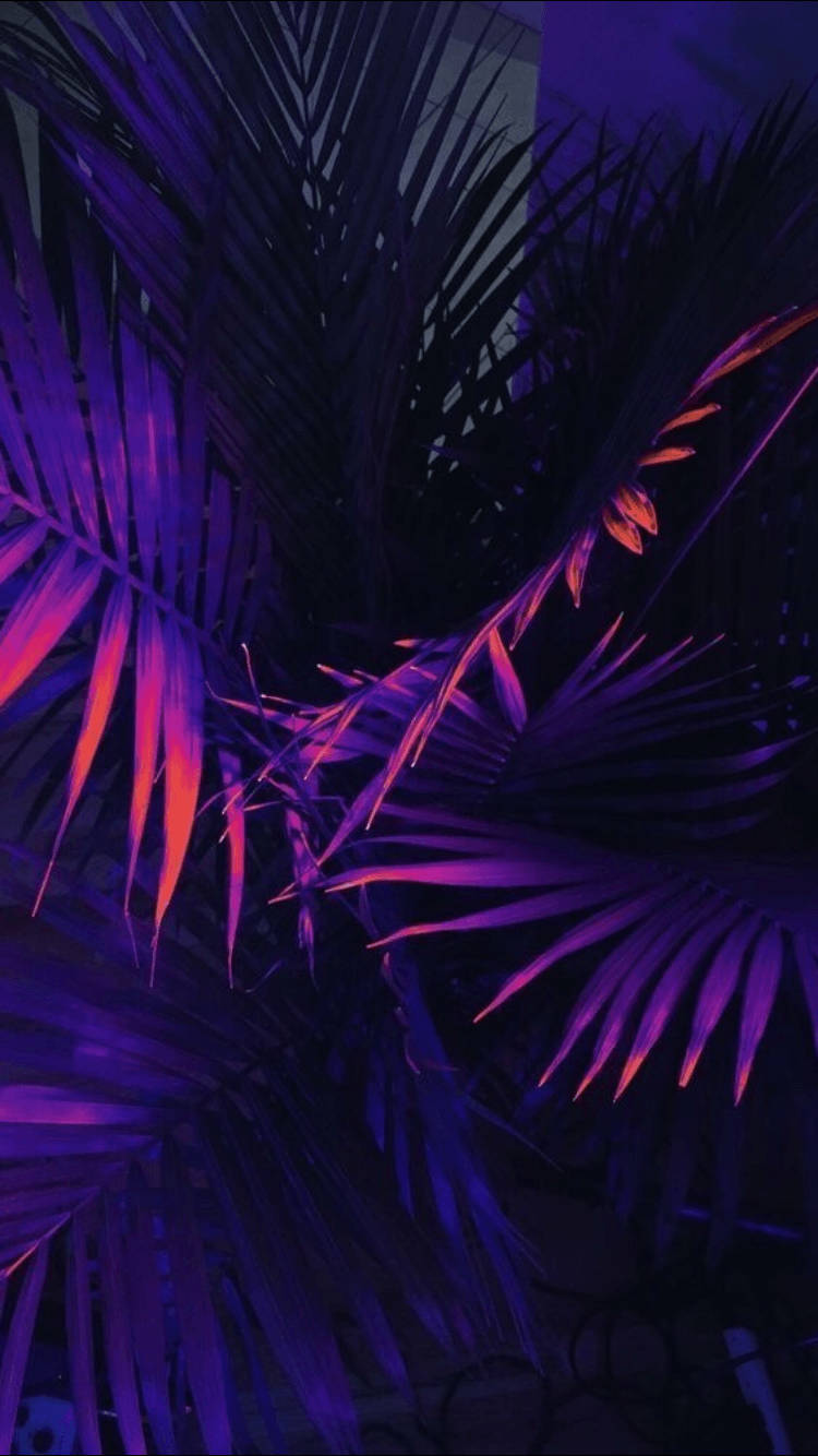 Leaf 桌布 壁紙 — 充滿活力的紫色和粉紅色霓虹燈照亮了濃密的熱帶棕櫚葉，背景是黑暗的夜空。