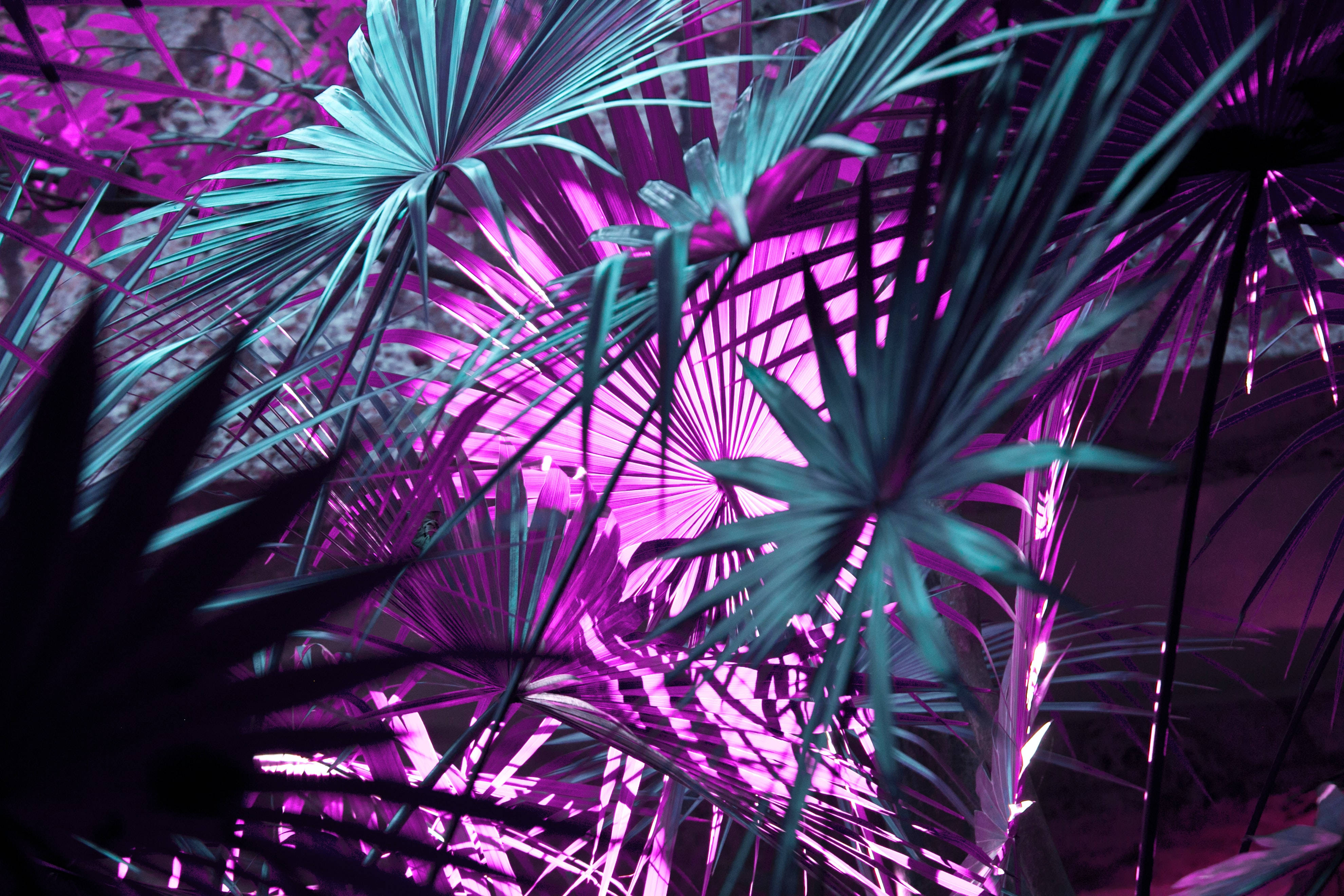 Dark Purple Desktop 桌布 壁紙 — 充滿活力的紫色和藍綠色棕櫚葉在茂密的熱帶叢林場景中，在霓虹燈下發光。