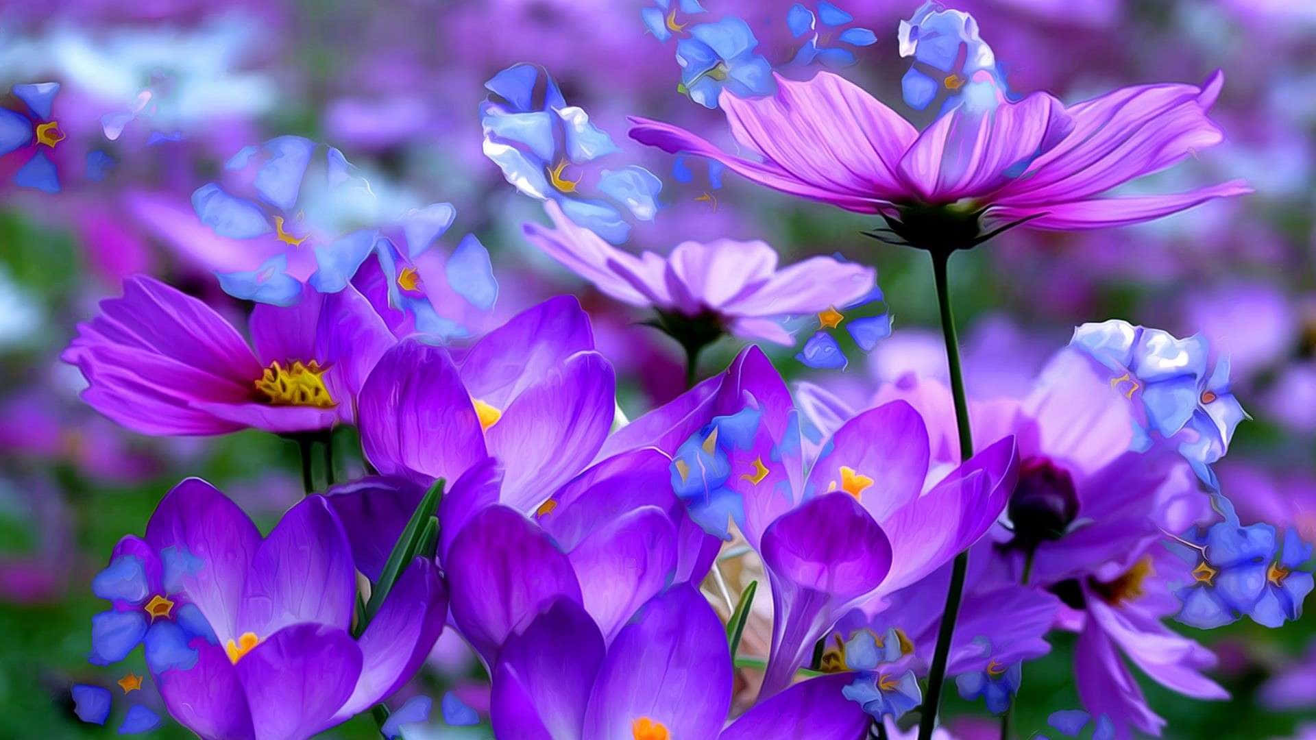Purple Flowers 桌布 壁紙 — 充滿活力的紫色和藍色大波斯菊在柔和的模糊花園背景下盛開，帶有黃色花心。
