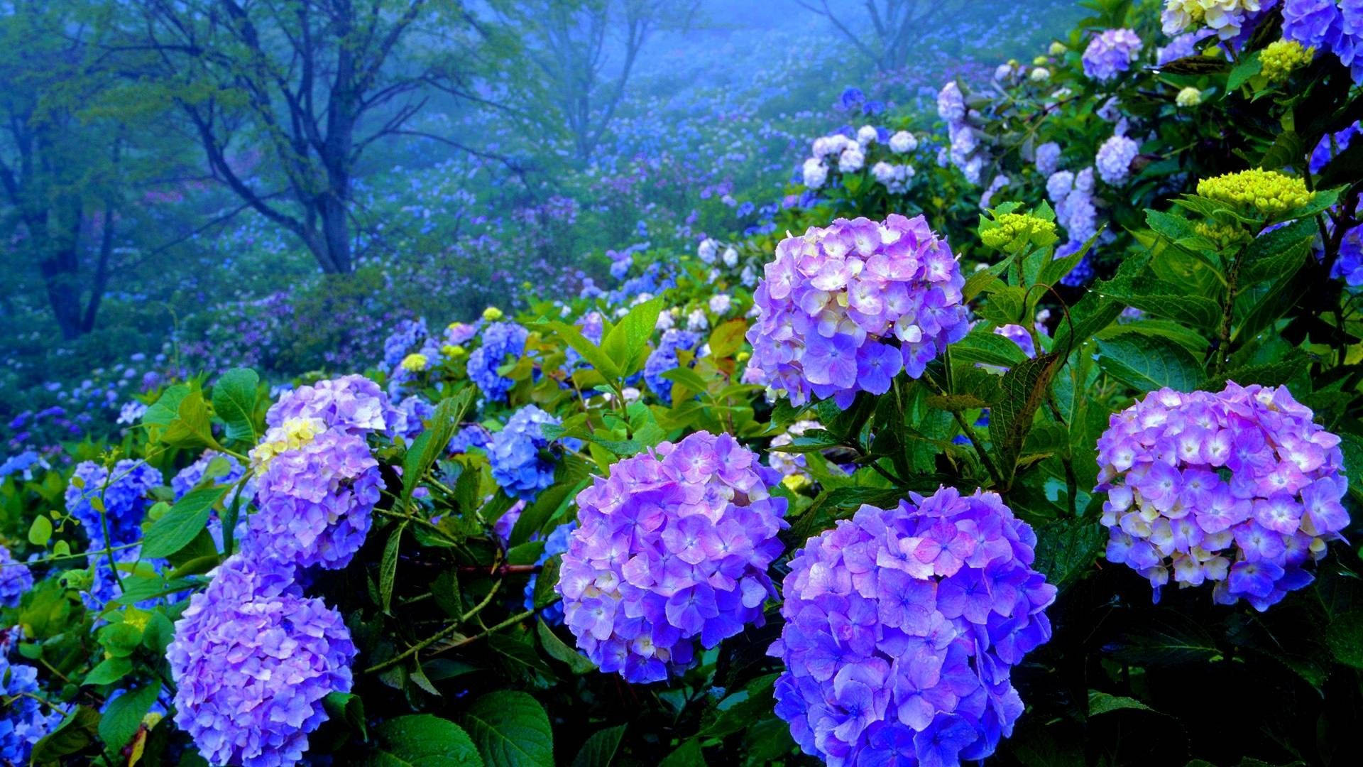 Hydrangea 桌布 壁紙 — 充滿活力的紫色和藍色繡球花在薄霧籠罩的森林空地中茂盛綻放，伴隨著柔軟的綠色葉子。