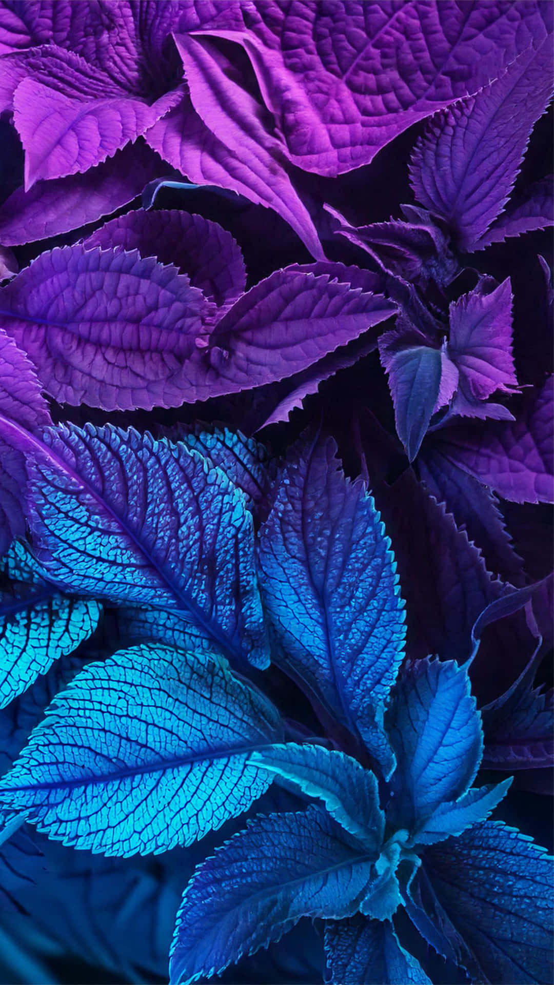 Blue and Purple leaves 壁紙 — 充滿活力的紫色和電光藍色葉片，帶有複雜的葉脈，營造出超現實的植物特寫。