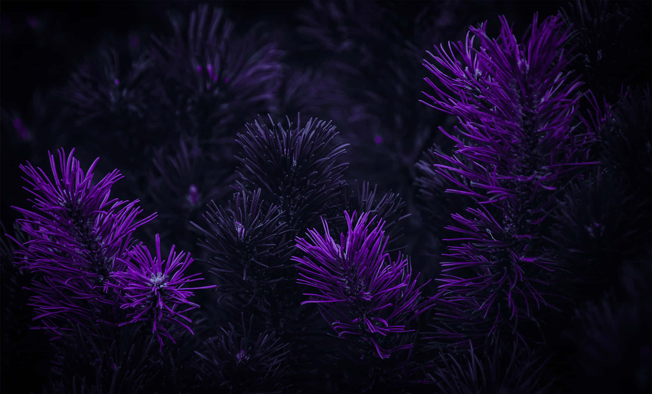 Mauve 桌布 壁紙 — 充滿活力的紫色多刺植物在深黑色背景上發光，營造出情緒化的特寫。
