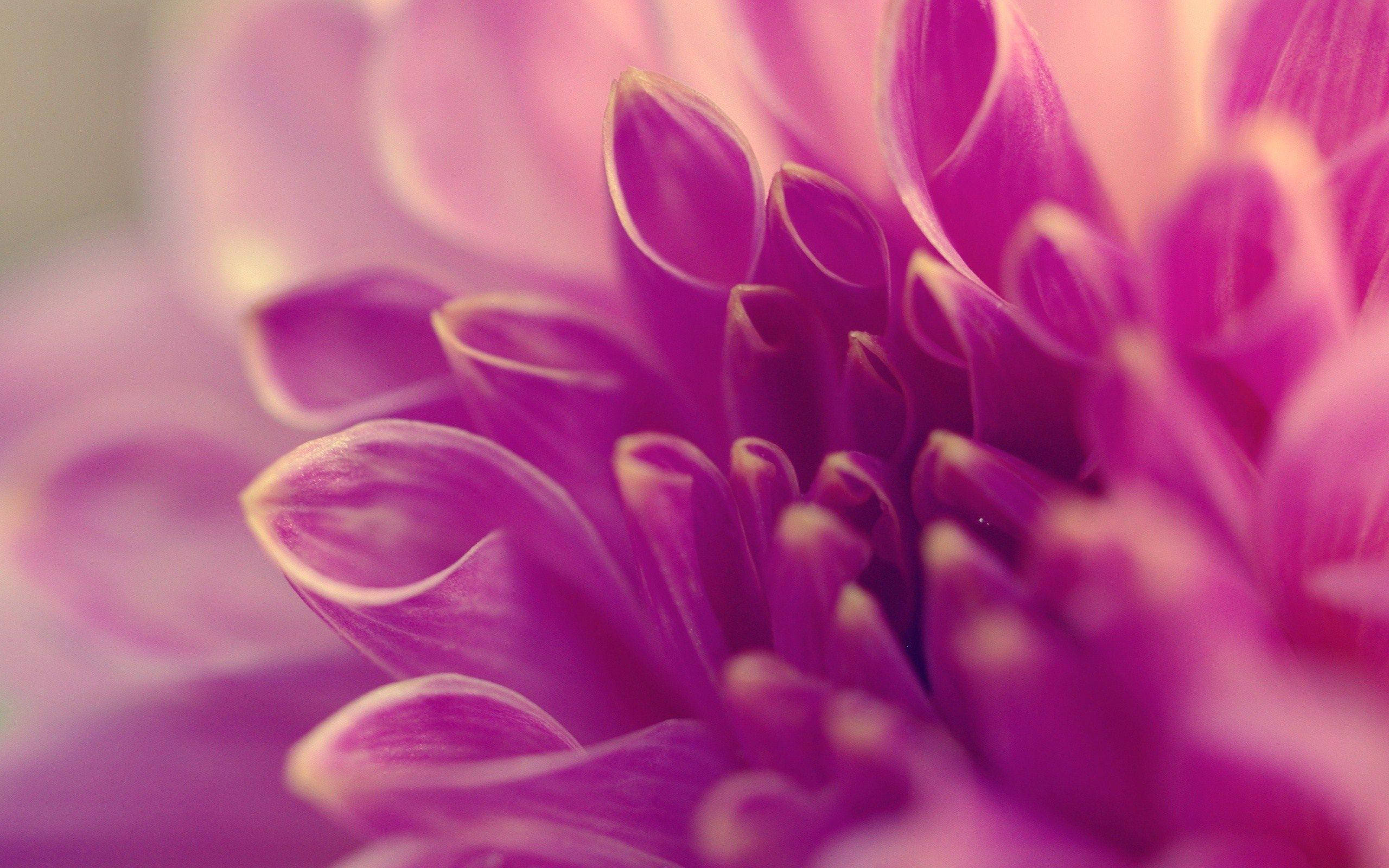 Petals 桌布 壁紙 — 充滿活力的紫色大麗花特寫，花瓣柔和模糊，帶有精緻的白色邊緣。