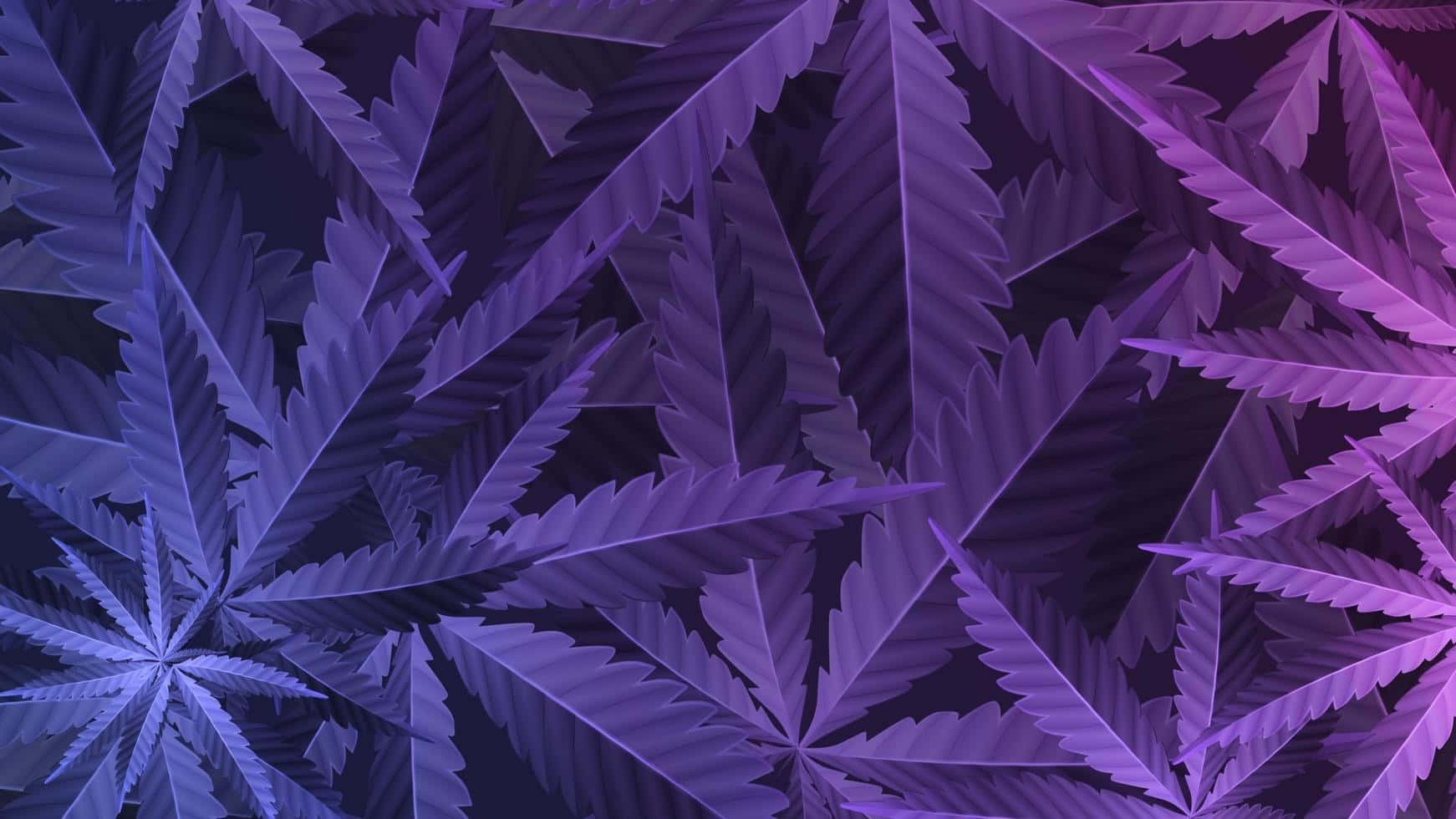 葉子 桌布 壁紙 — 充滿活力的紫色大麻葉在深色背景上重疊成密集的抽象圖案，邊緣發光。