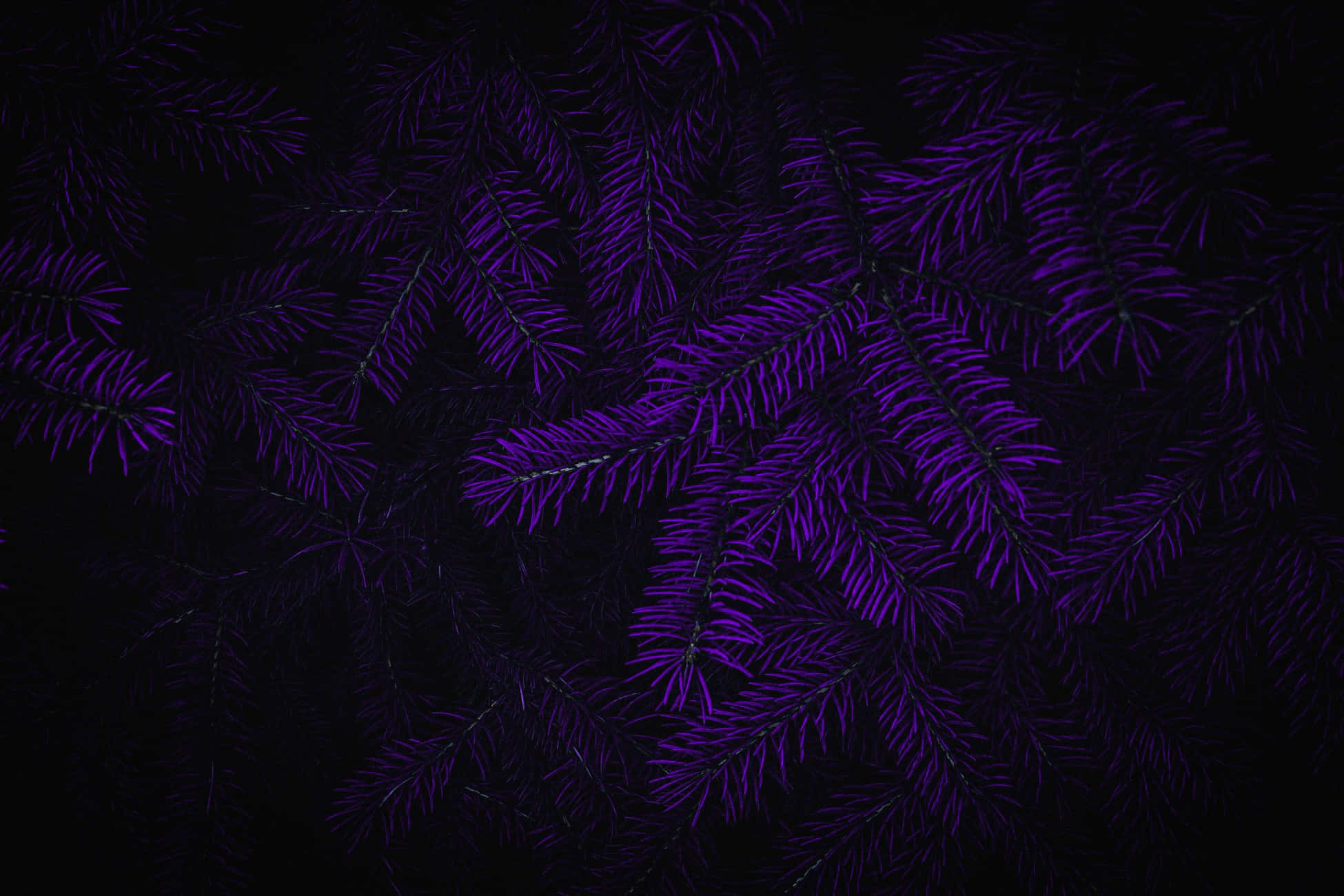 Purple And Black 桌布 壁紙 — 充滿活力的紫色松針在深黑色背景上以密集、有紋理的圖案發光。