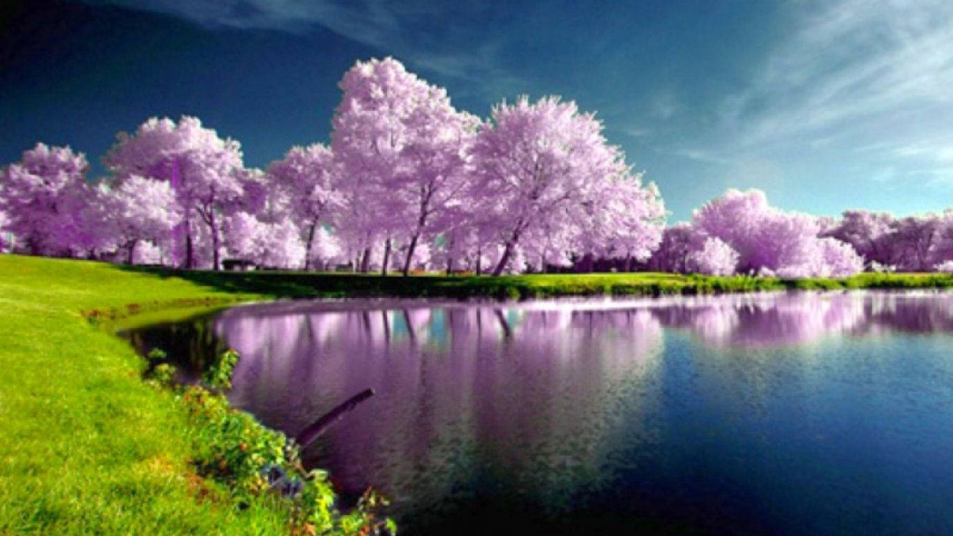 Most Beautiful Spring 桌布 壁紙 — 充滿活力的紫色櫻花樹排列在一條平靜的河邊，河水在明亮的藍天下倒映著天空。