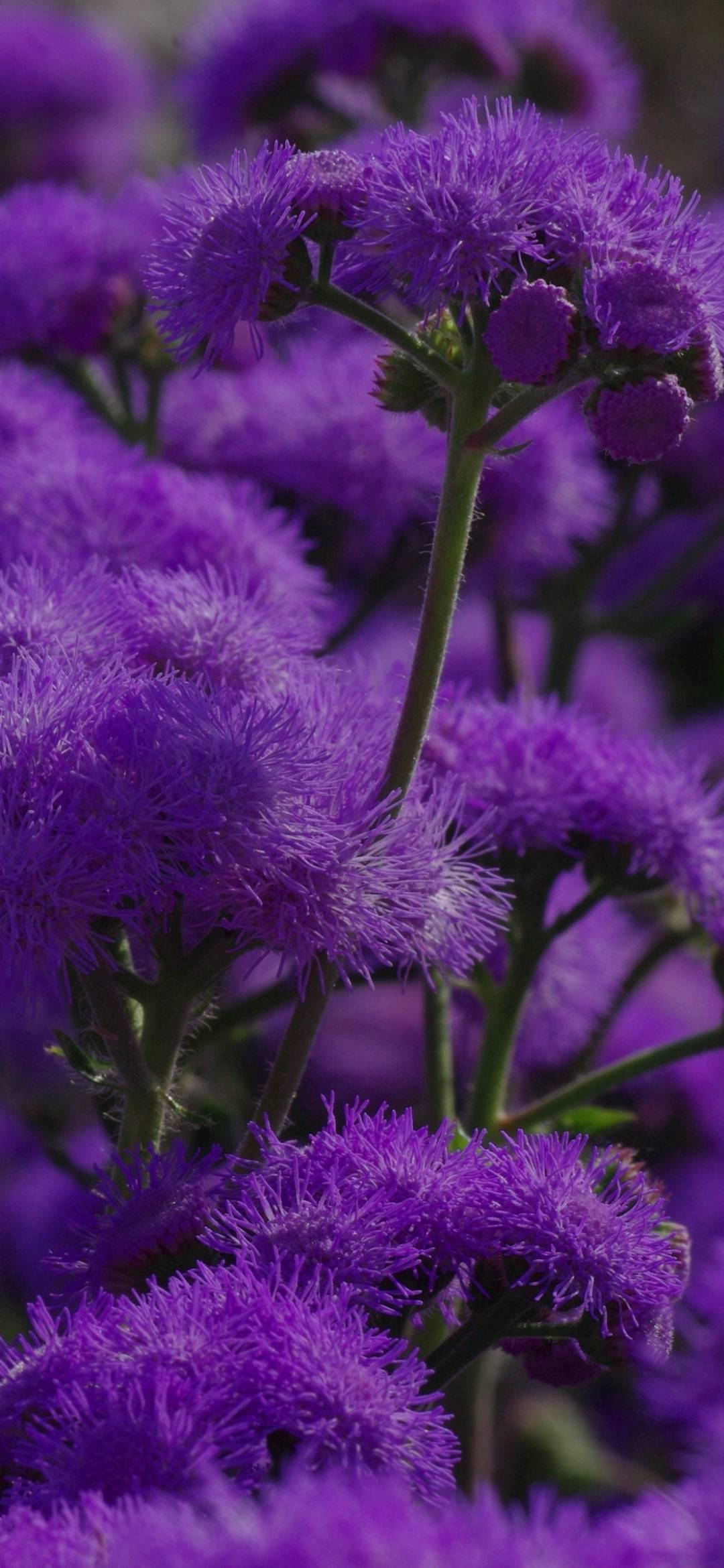 flower android 桌布 壁紙 — 充滿活力的紫色毛茸茸花朵在柔焦花園場景中密集綻放，帶有綠色莖幹。