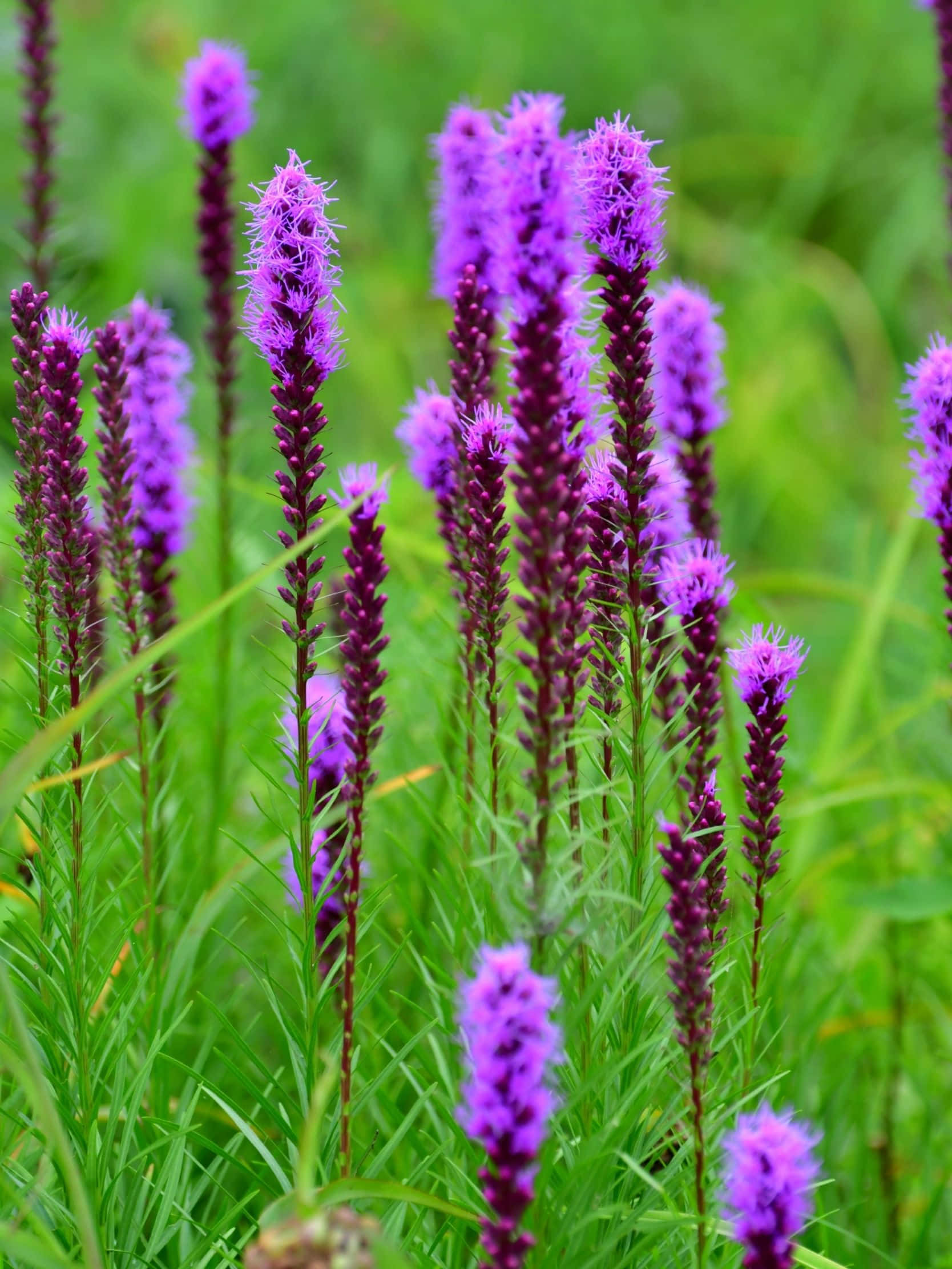 1668x2224 桌布 壁紙 — 充滿活力的紫色火焰星花在陽光明媚的草地上，在茂密的綠草中高高聳立。