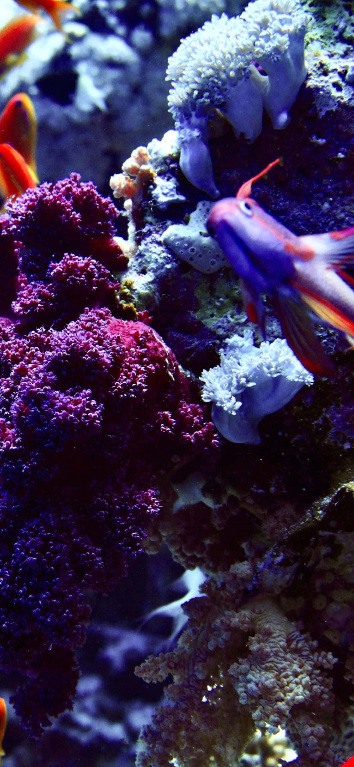 Aquarium iPhone 桌布 壁紙 — 充滿活力的紫色珊瑚和色彩繽紛的魚類在紋理豐富的礁石結構中優雅地游動，構成生動的水下場景。
