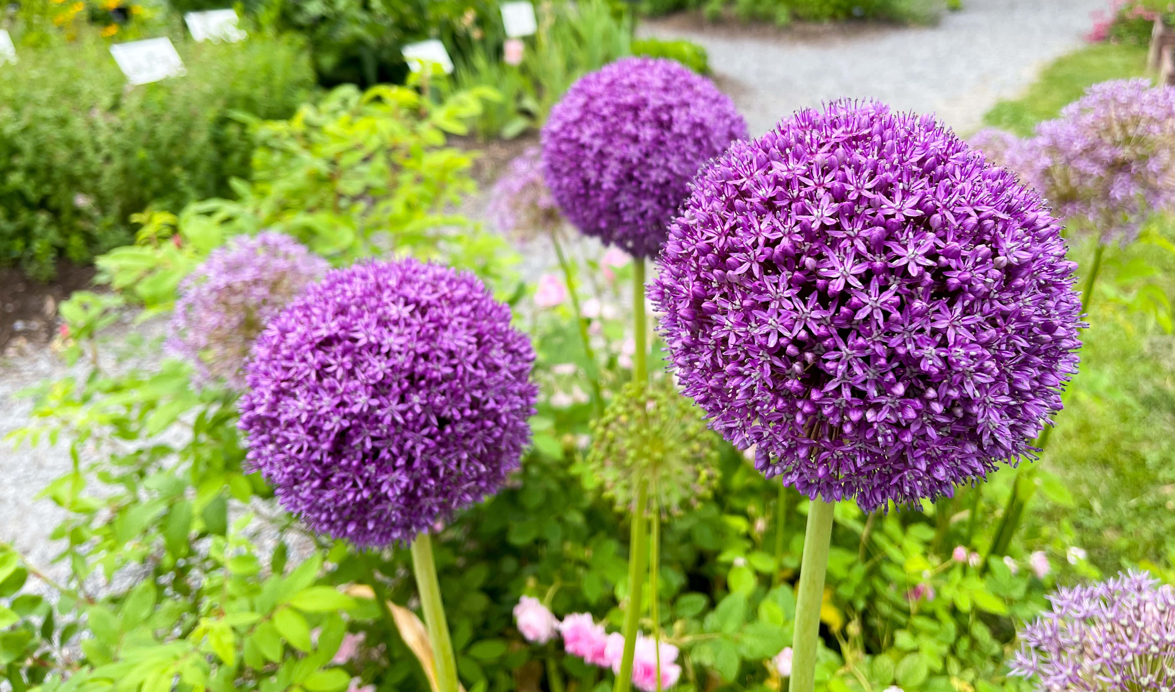 Summer Flowers 桌布 壁紙 — 充滿活力的紫色球形蔥花在茂密的綠色花壇中盛開，柔和的光線穿透而過。