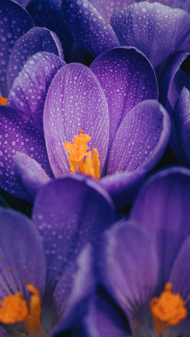花 iPhone 桌布 壁紙 — 充滿活力的紫色番紅花花朵特寫，閃爍著露珠和明亮的橙色雄蕊。