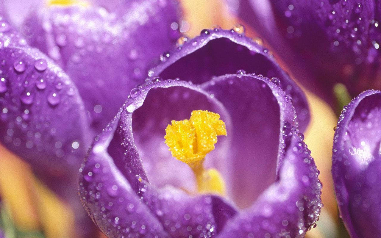 Saffron 桌布 壁紙 — 充滿活力的紫色番紅花花朵特寫，閃爍著露珠，露出明亮的黃色雄蕊。