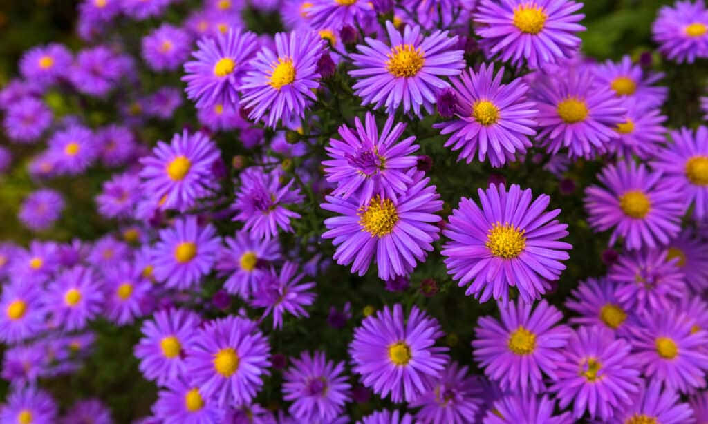 Fall Flowers 桌布 壁紙 — 充滿活力的紫色紫菀花，帶有明亮的黃色花心，在茂盛的花壇中密集綻放。