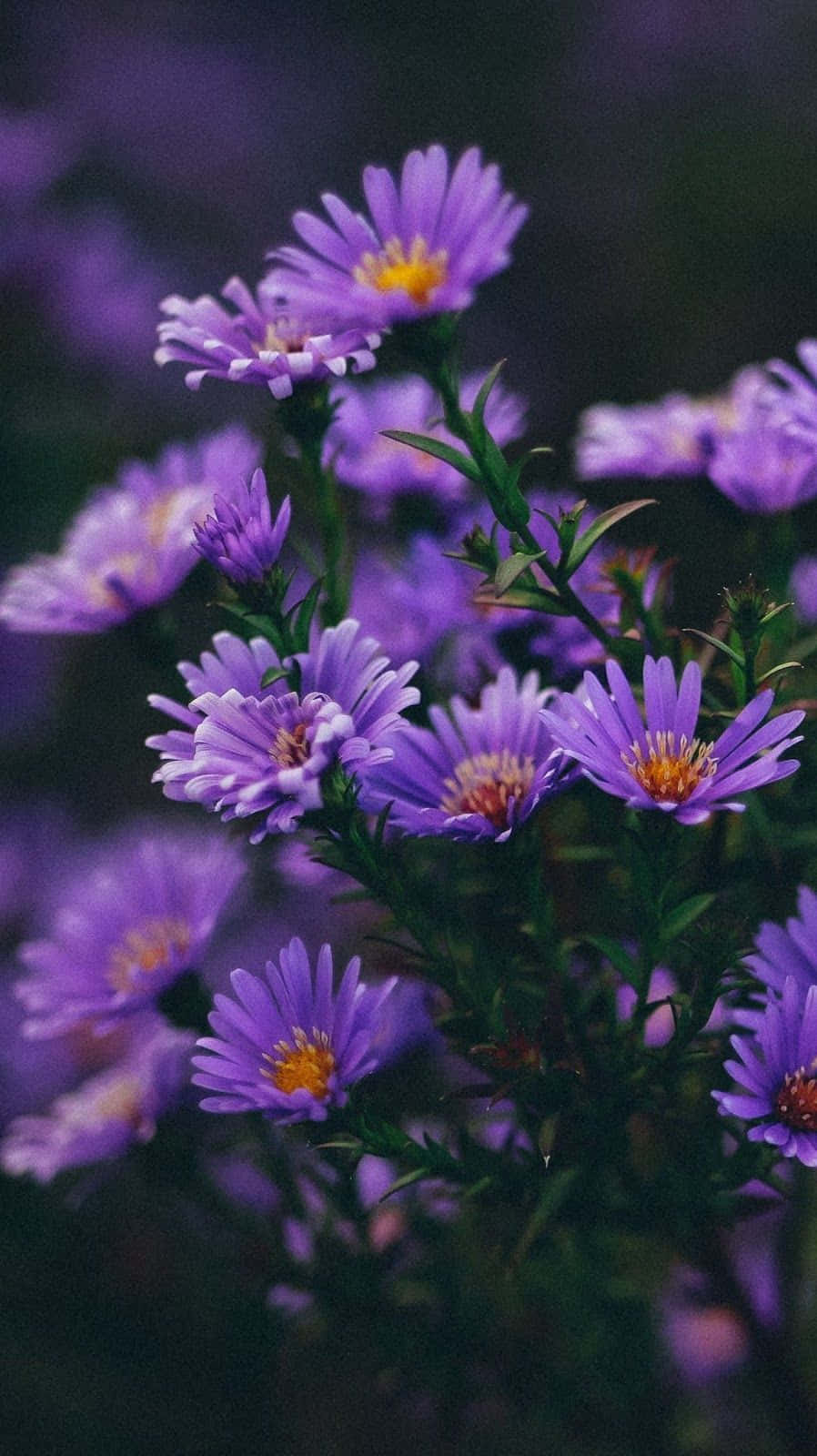 背景 桌布 壁紙 — 充滿活力的紫色紫菀花，黃色花心，在模糊的深色背景下柔和綻放。