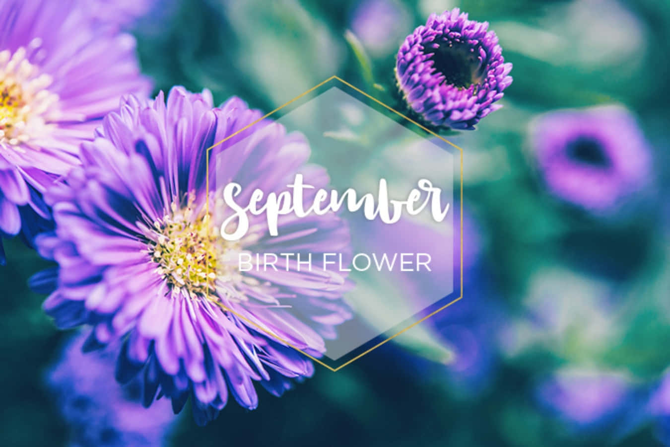 September 桌布 壁紙 — 充滿活力的紫色紫菀花在模糊的綠色背景下柔和綻放，帶有六邊形文字疊加層，顯示九月誕生花。