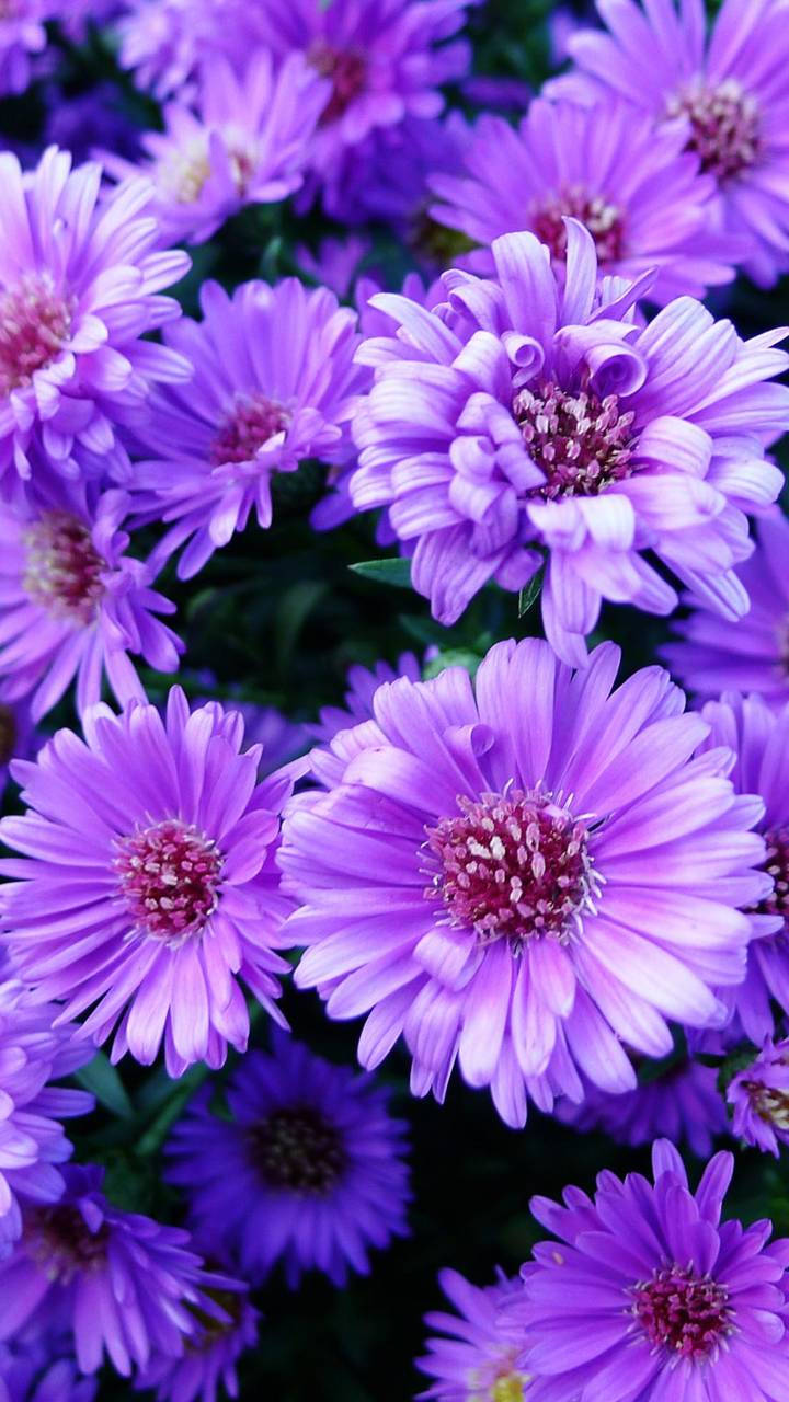 Aesthetic Purple Flower 桌布 壁紙 — 充滿活力的紫色紫菀花密集盛開，帶有精緻的花瓣和粉紅色的花心，襯托著深綠色的葉子。