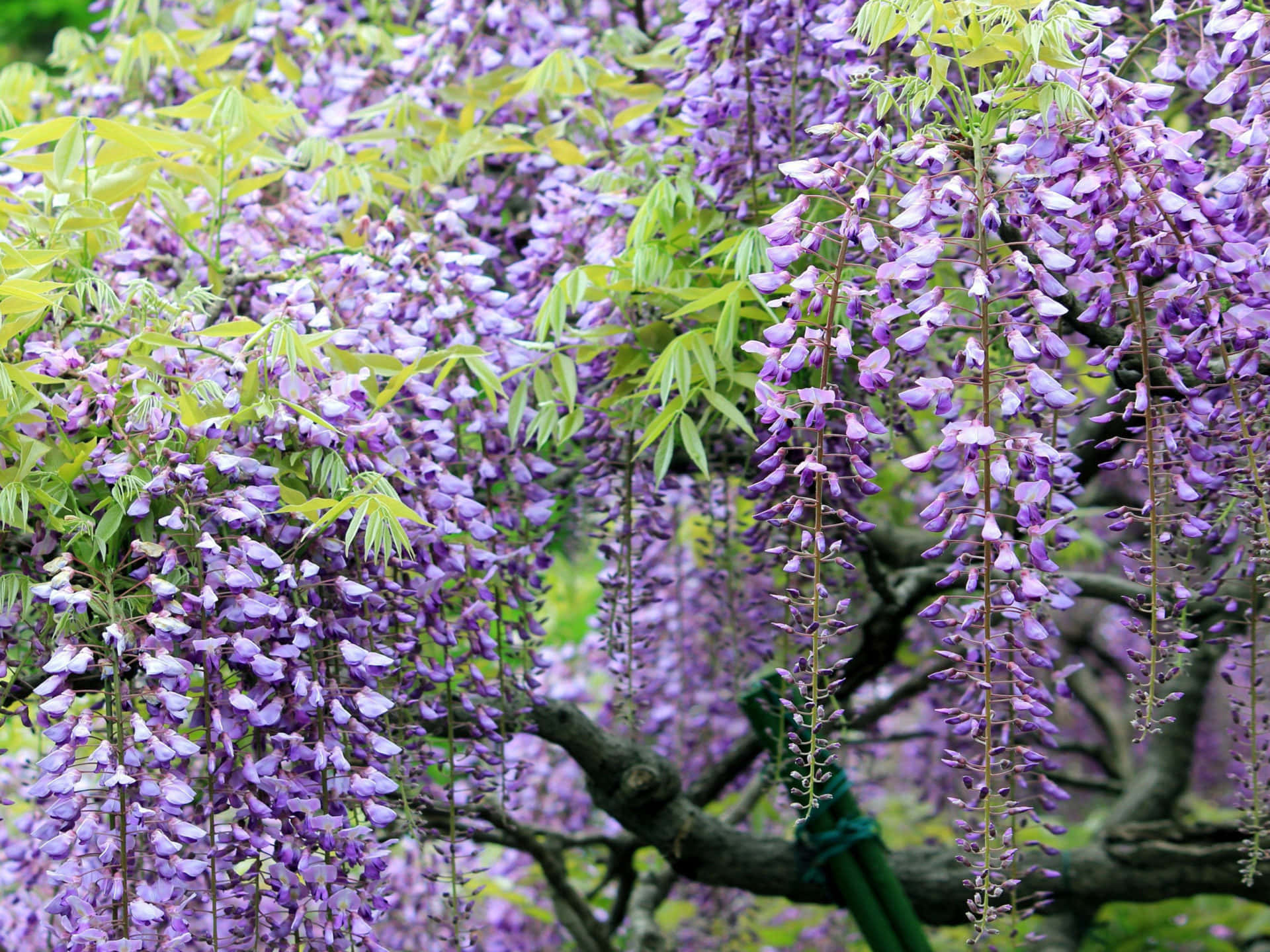 Flower Tree 桌布 壁紙 — 充滿活力的紫色紫藤花在樹枝上茂密地簇擁著新鮮的綠葉，如瀑布般垂落。
