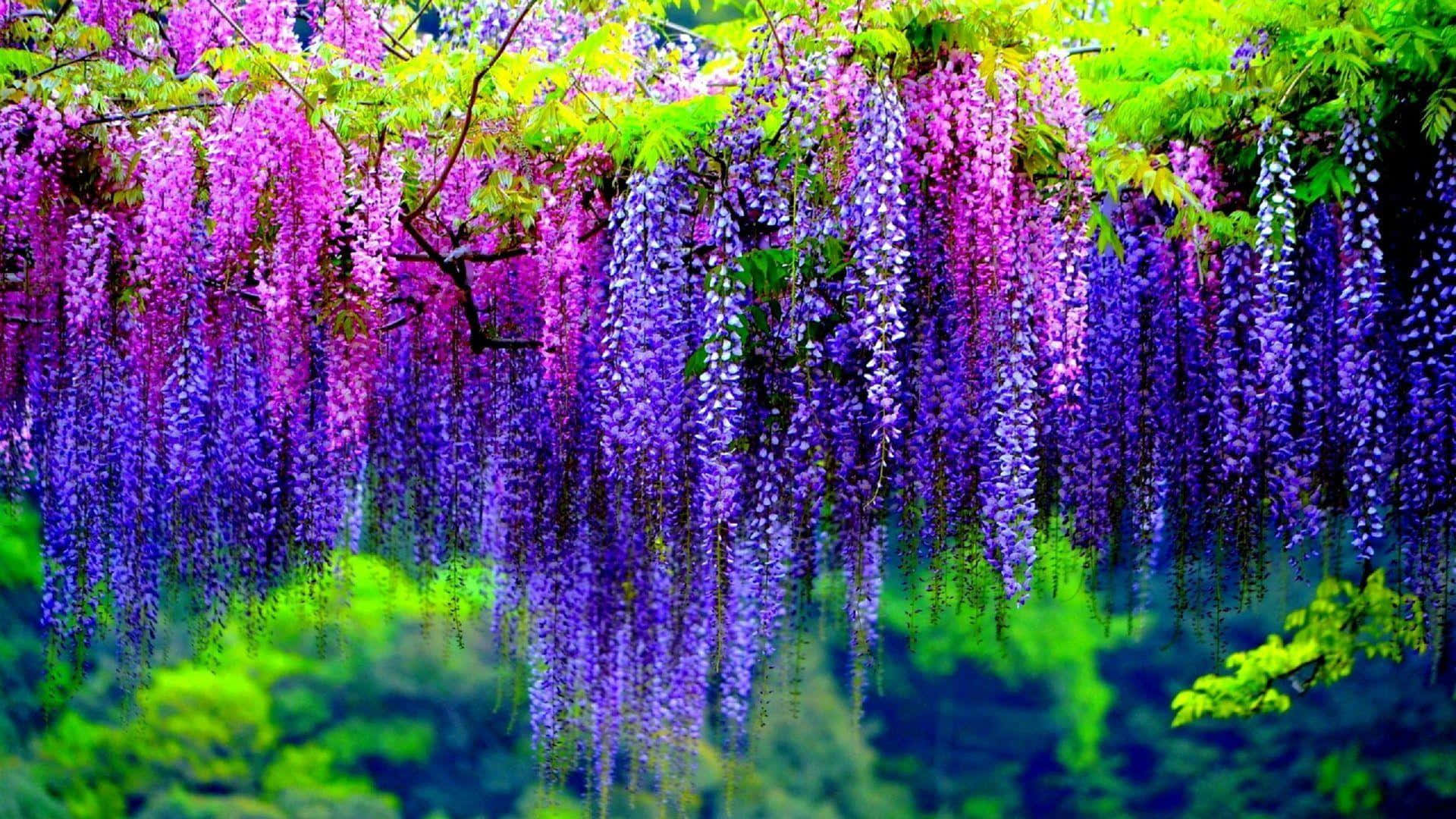 Blooming Trees 桌布 壁紙 — 充滿活力的紫色紫藤花在茂密的綠色葉子下以茂密的花簇層疊，背景是模糊的森林。
