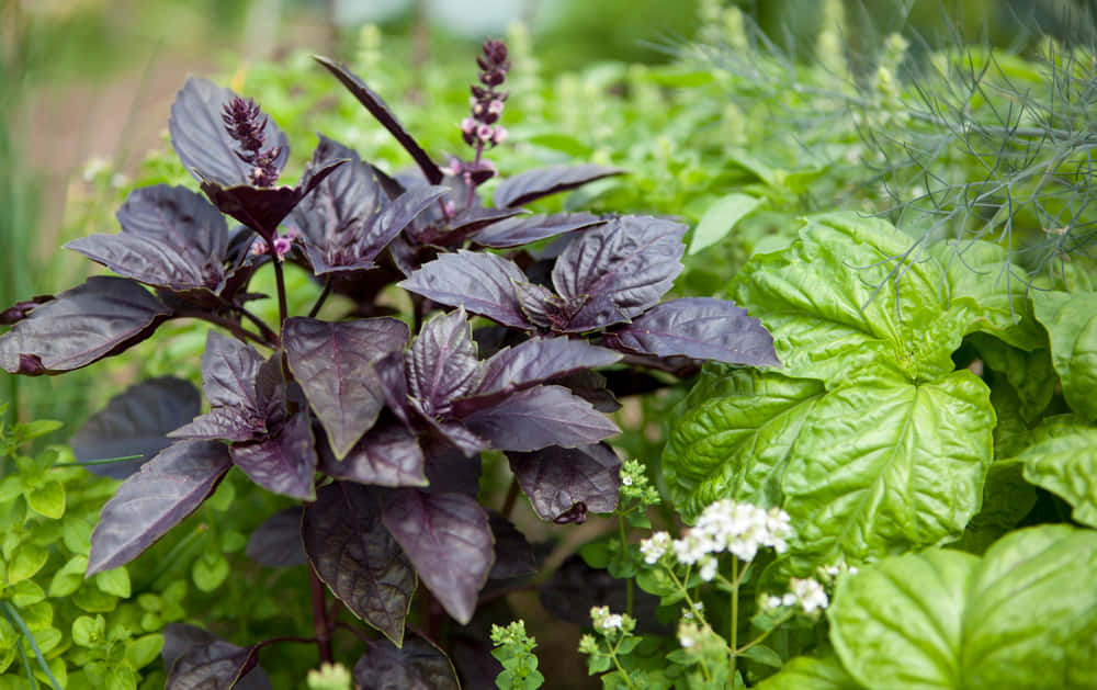 Purple Basil 桌布 壁紙 — 充滿活力的紫色羅勒植物，帶有精緻的粉紅色花朵，在陽光普照的花園中，與茂盛的綠色生菜和細小的白色花朵一起茁壯成長。