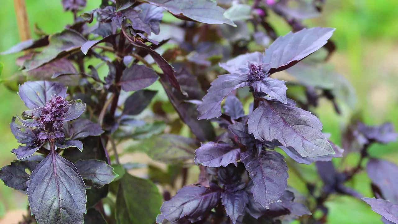 Purple Basil 桌布 壁紙 — 充滿活力的紫色羅勒植物，帶有鋸齒狀葉子和細小花蕾，在柔和自然光下茁壯成長。